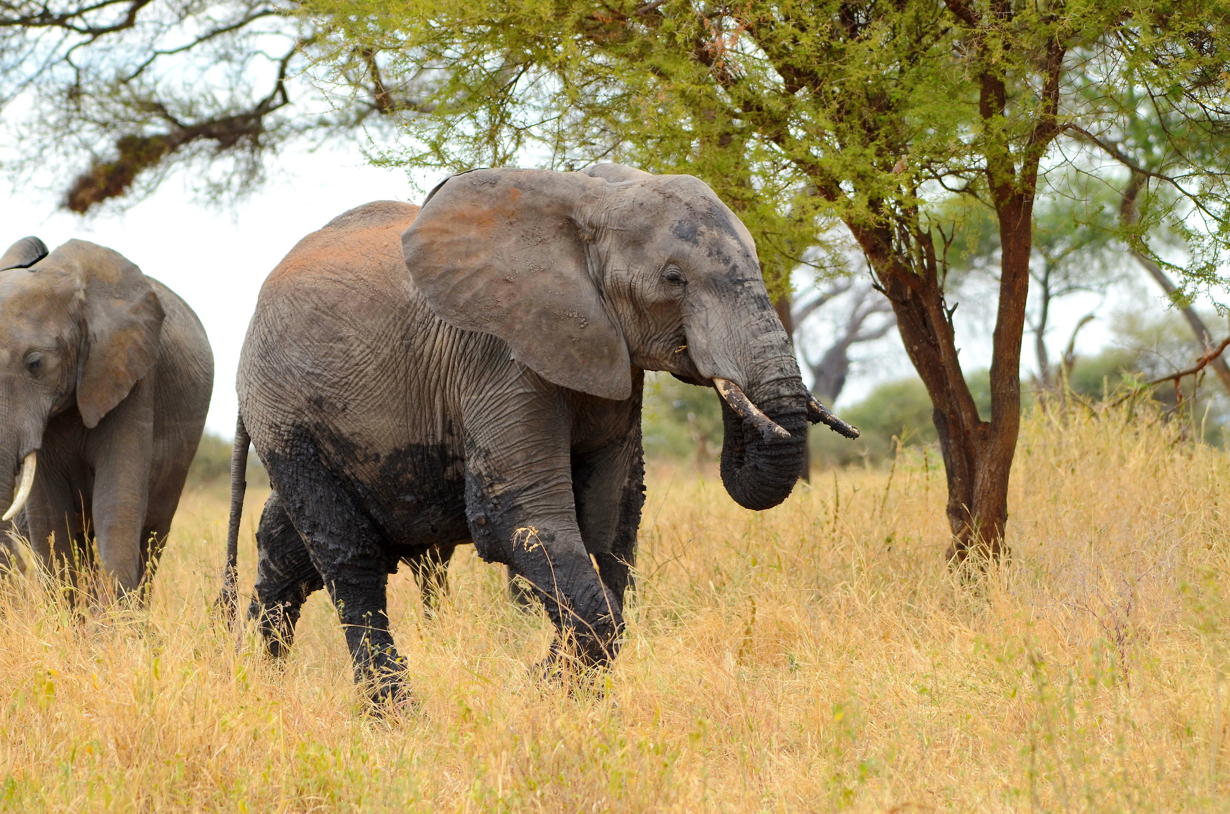 Elephant (very closely)