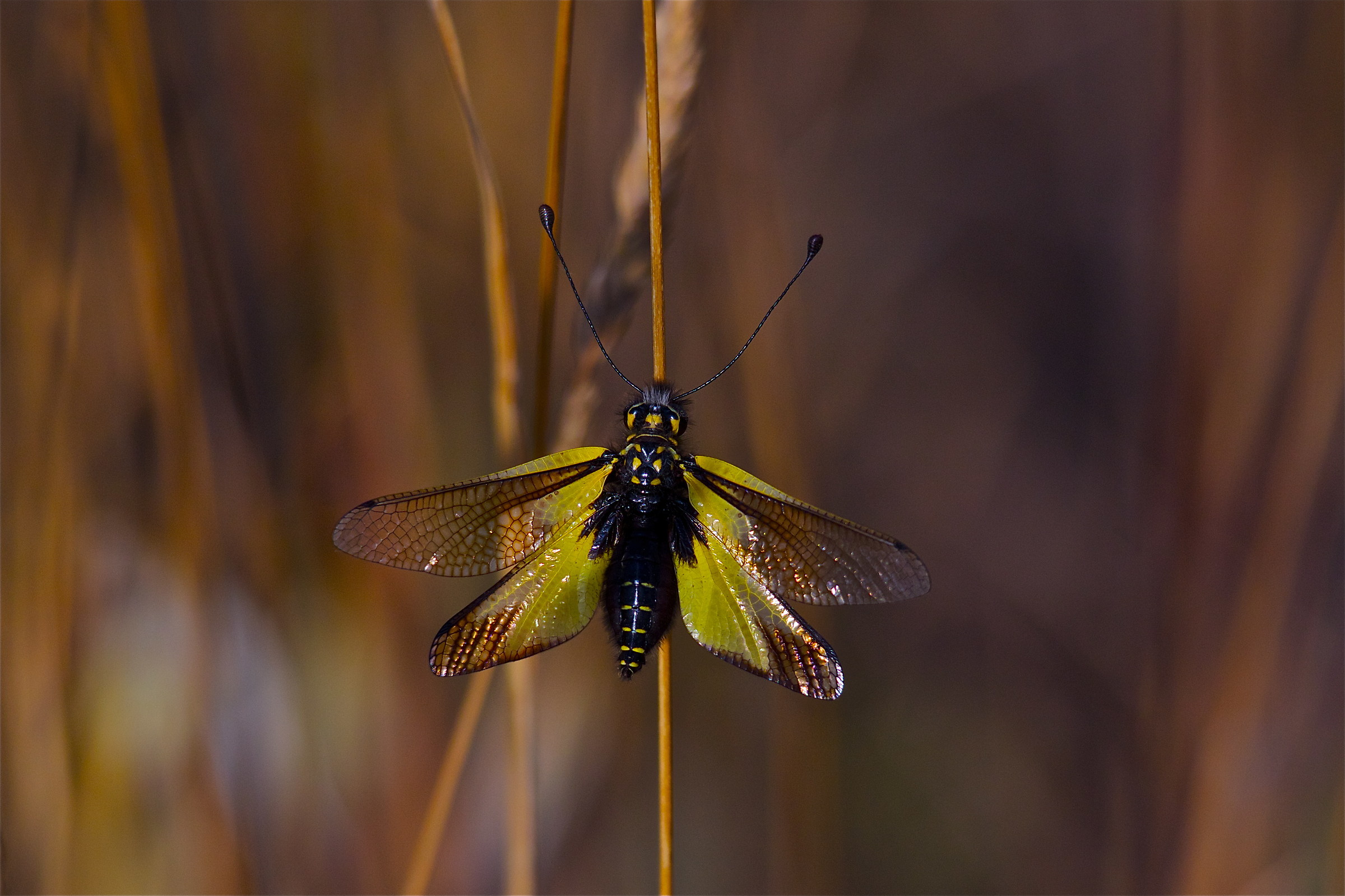 I wish I were a dragonfly