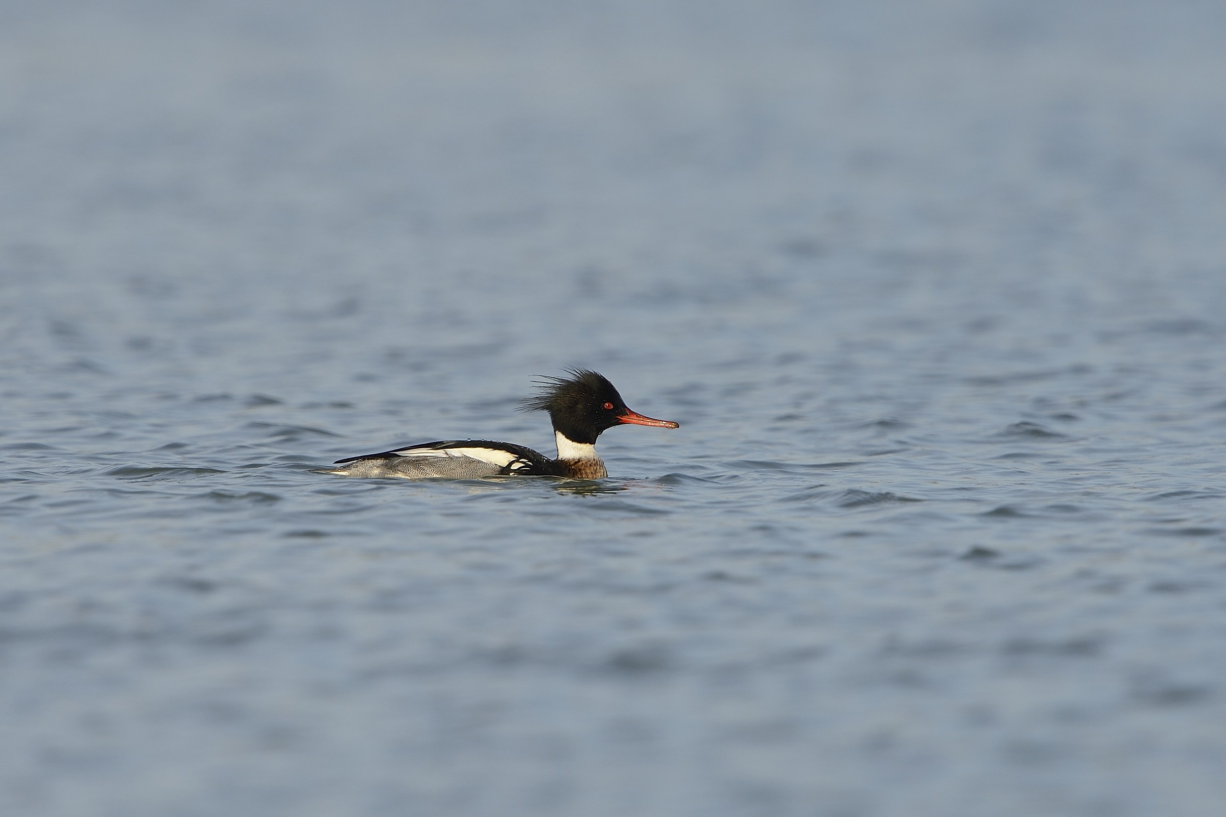 red-breasted merganser