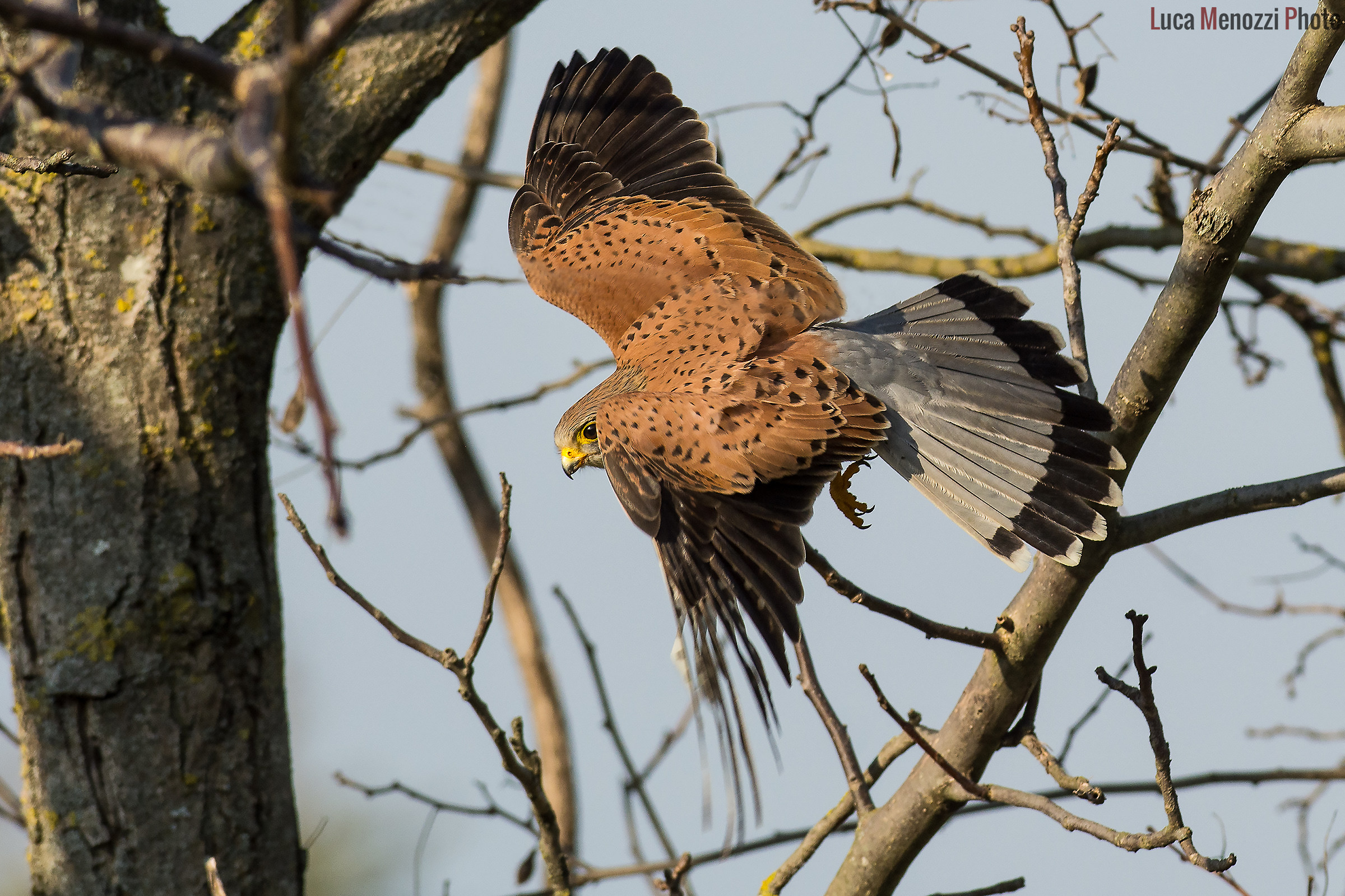 Lo stacco del Gheppio