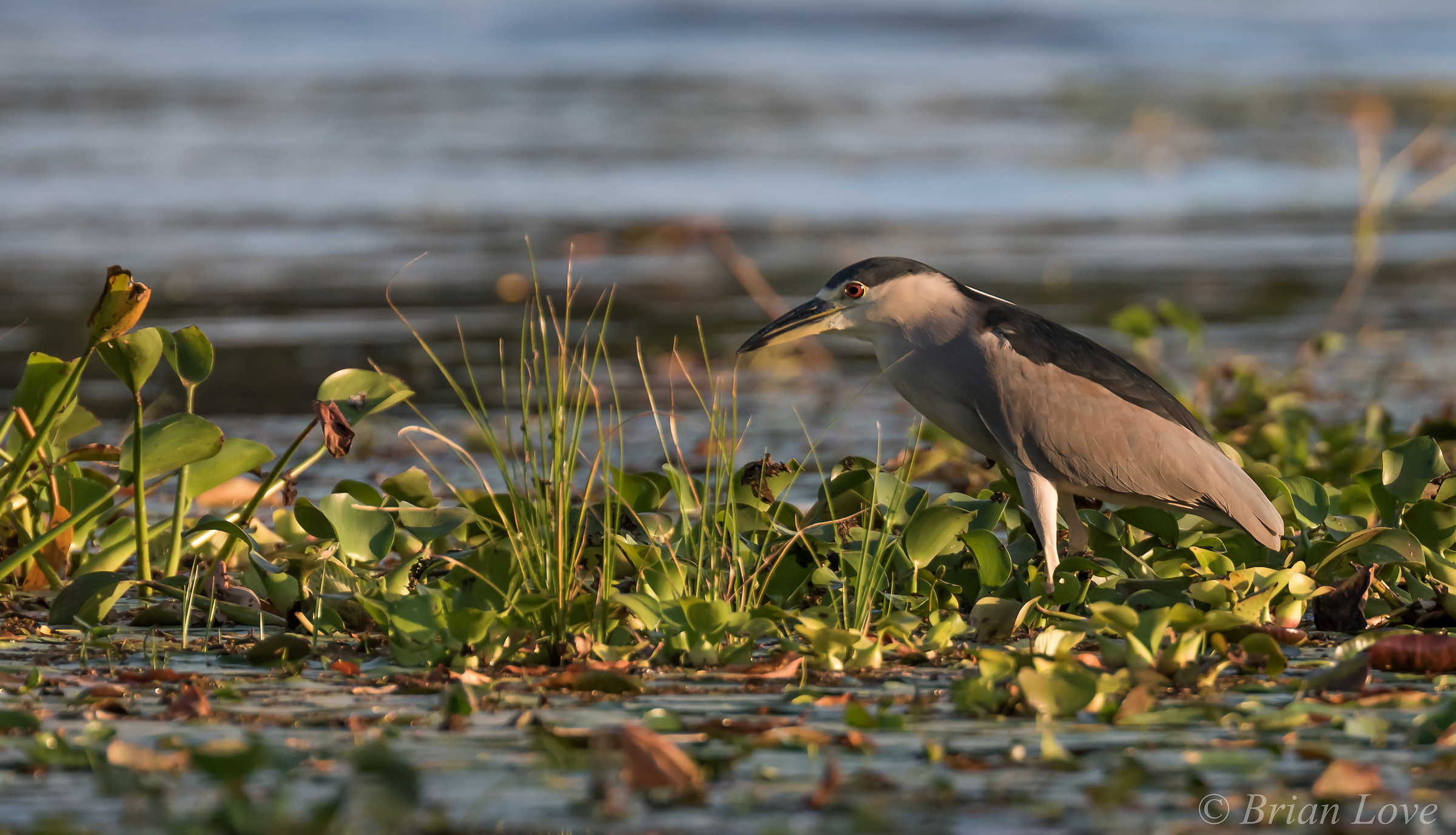 Nitticora Nero-incoronato