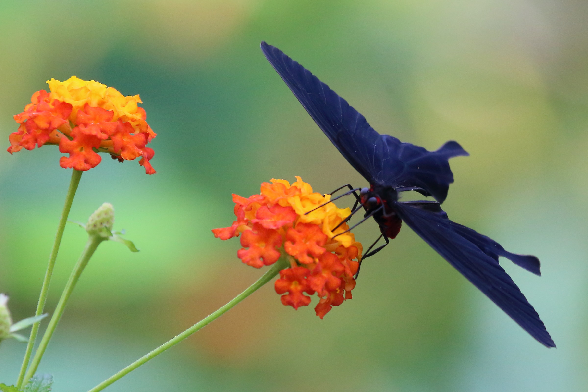 Butterfly house Montegrotto