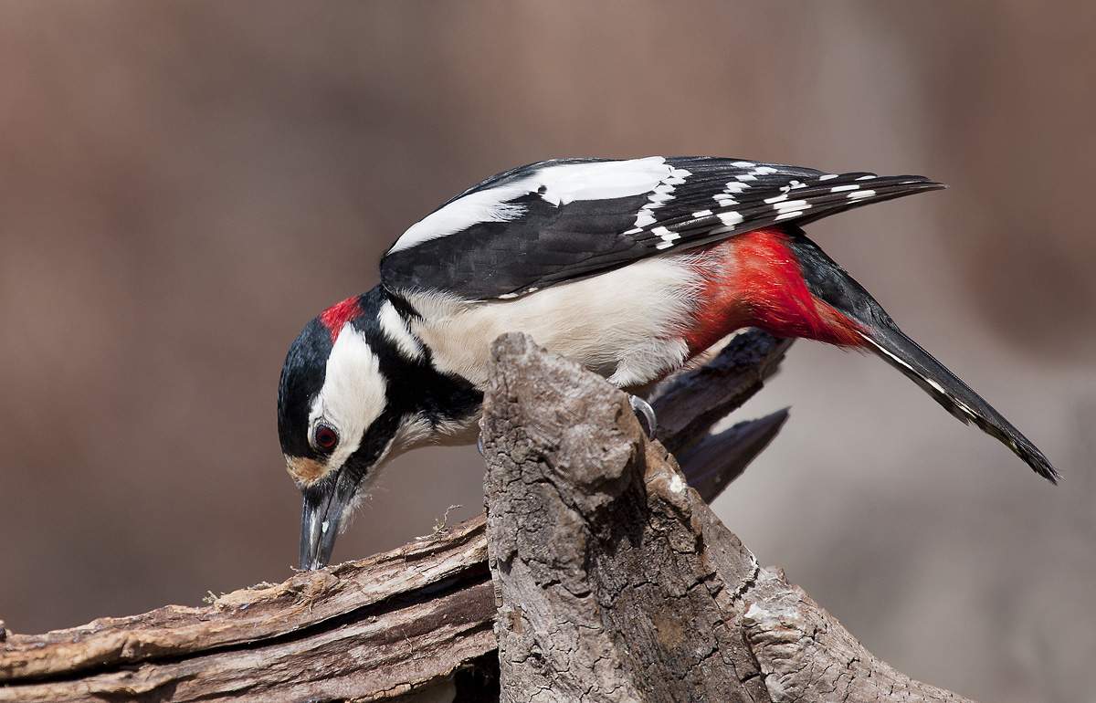 When the woodpecker changes support ....