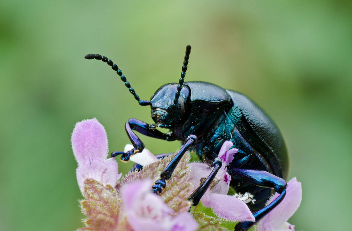 Coleottero crisomelide