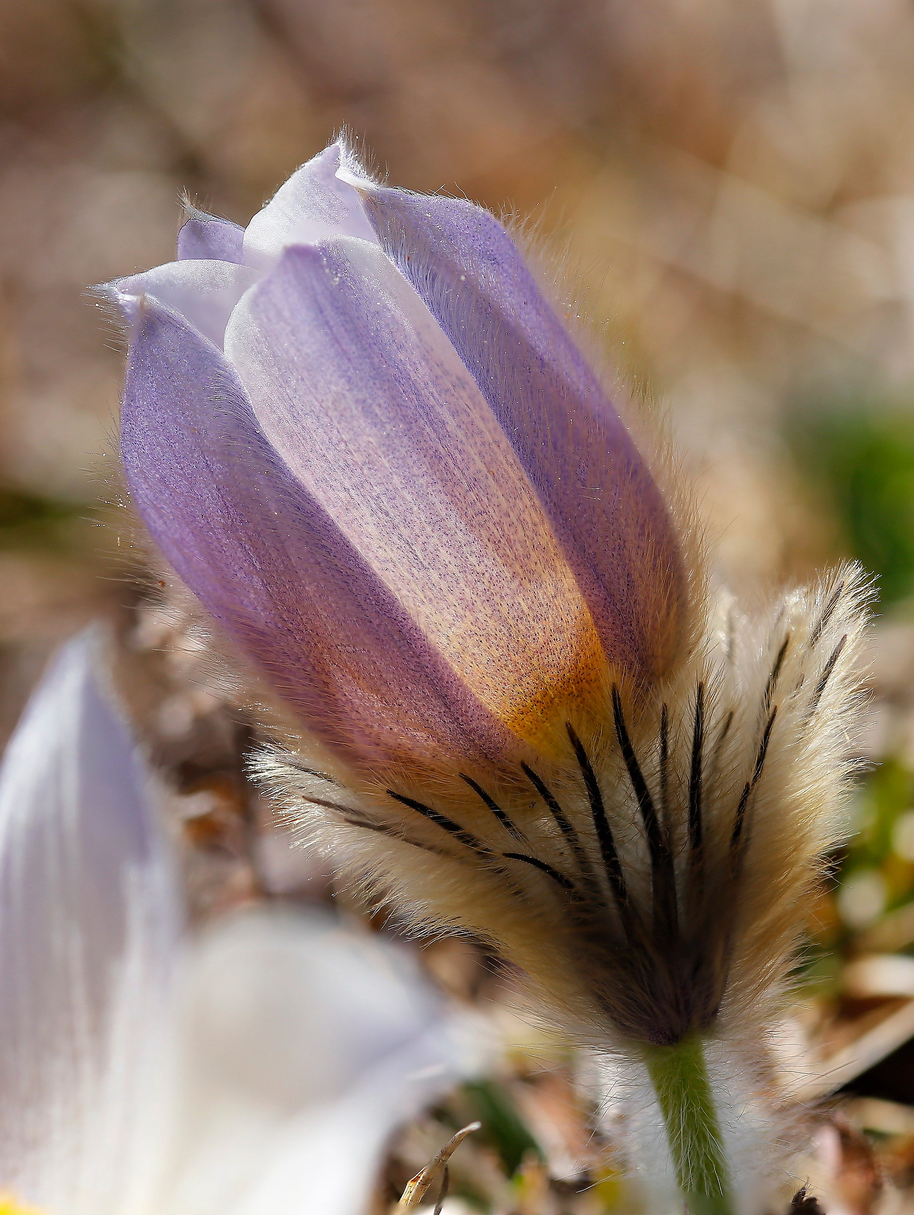 mountain anemone
