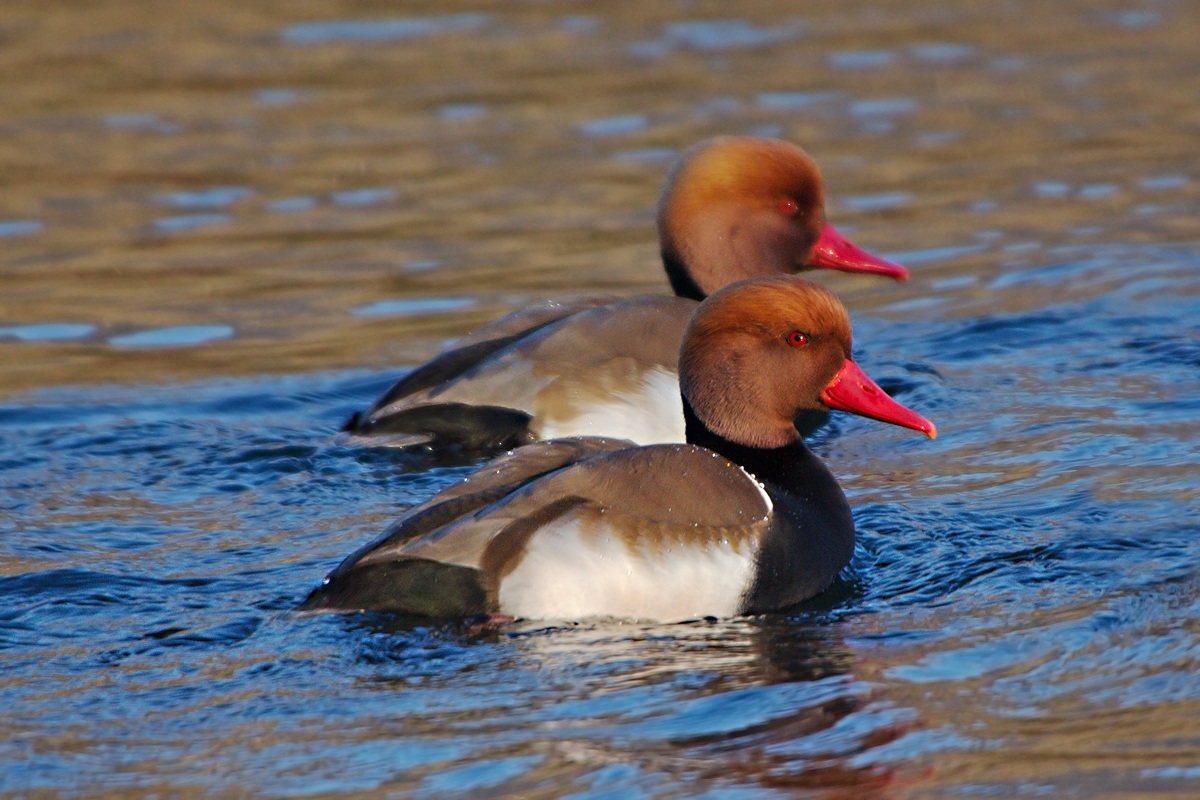 Fistione Turco (Netta Rufina)