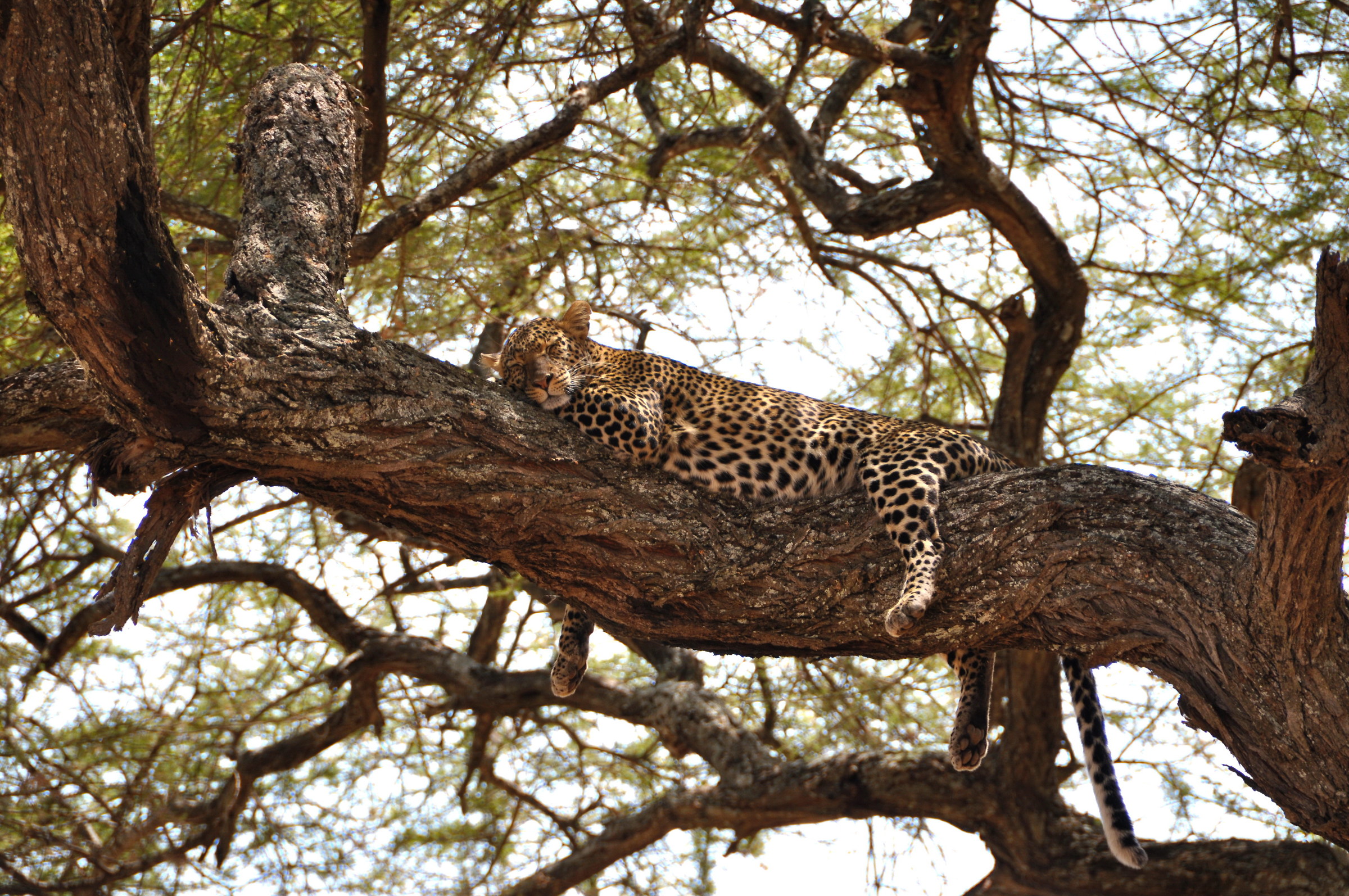 Deserved rest (Leopard)