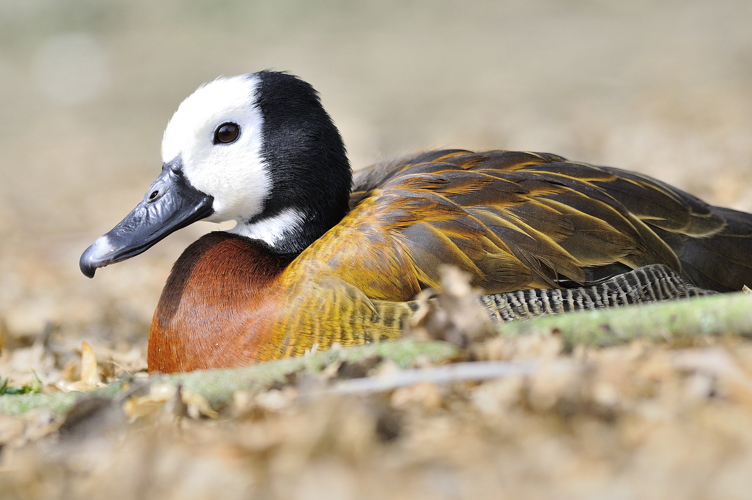 centro cicogne e anatidi racconigi