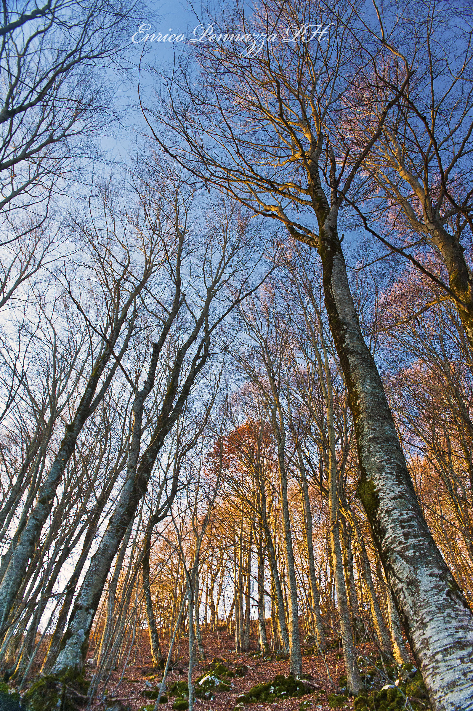 Dawn in the woods of the Val Di Rose