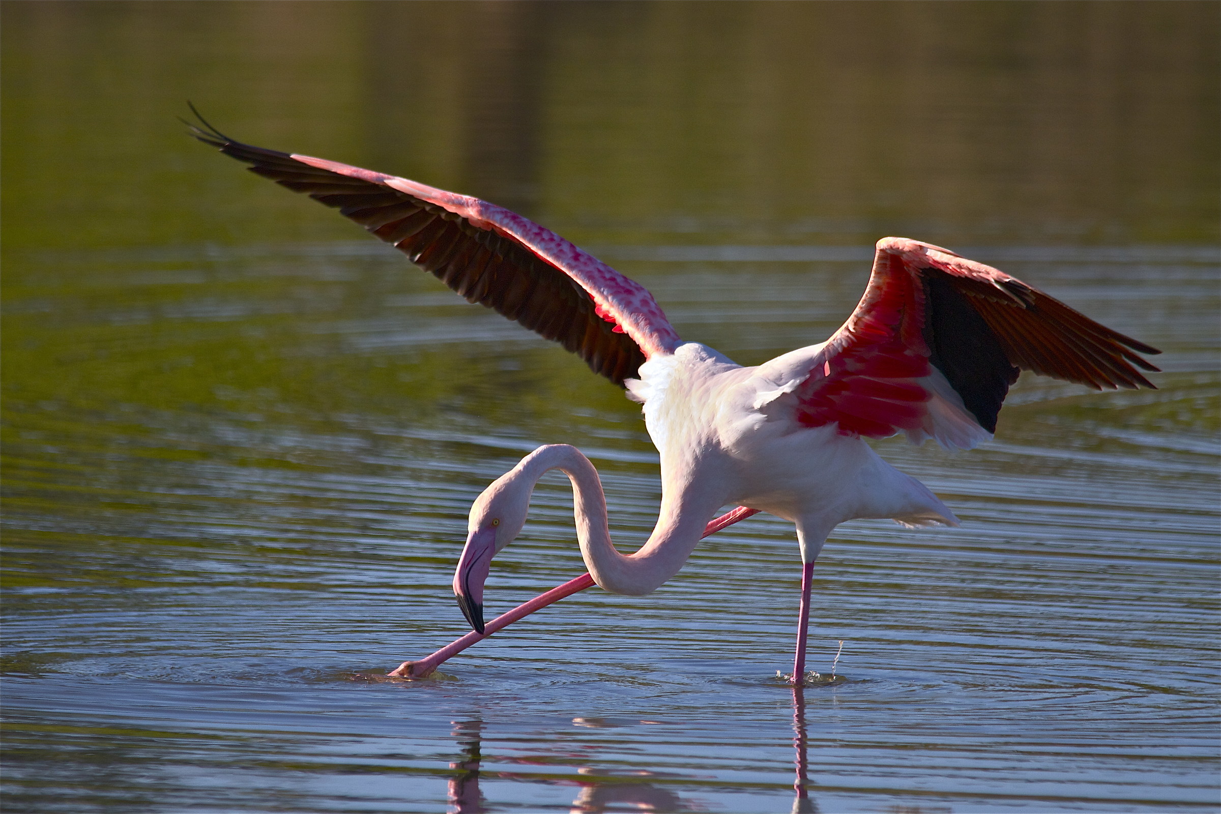 move the bottom and the food stana