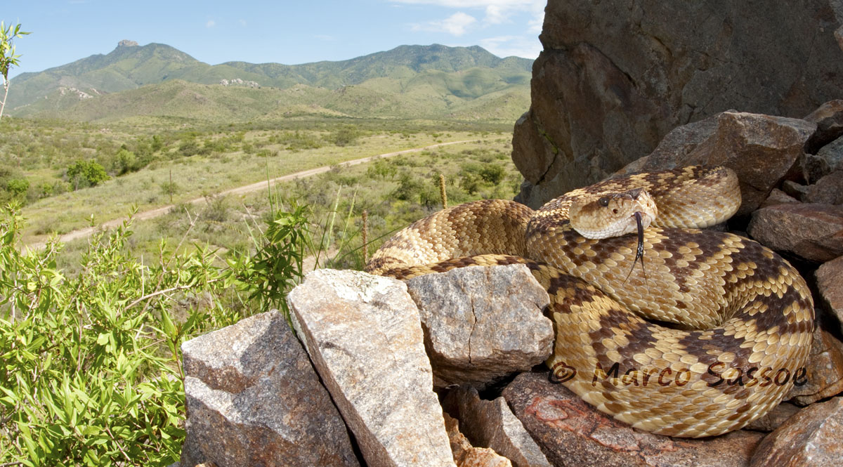 Crotalus molossus - Arizona