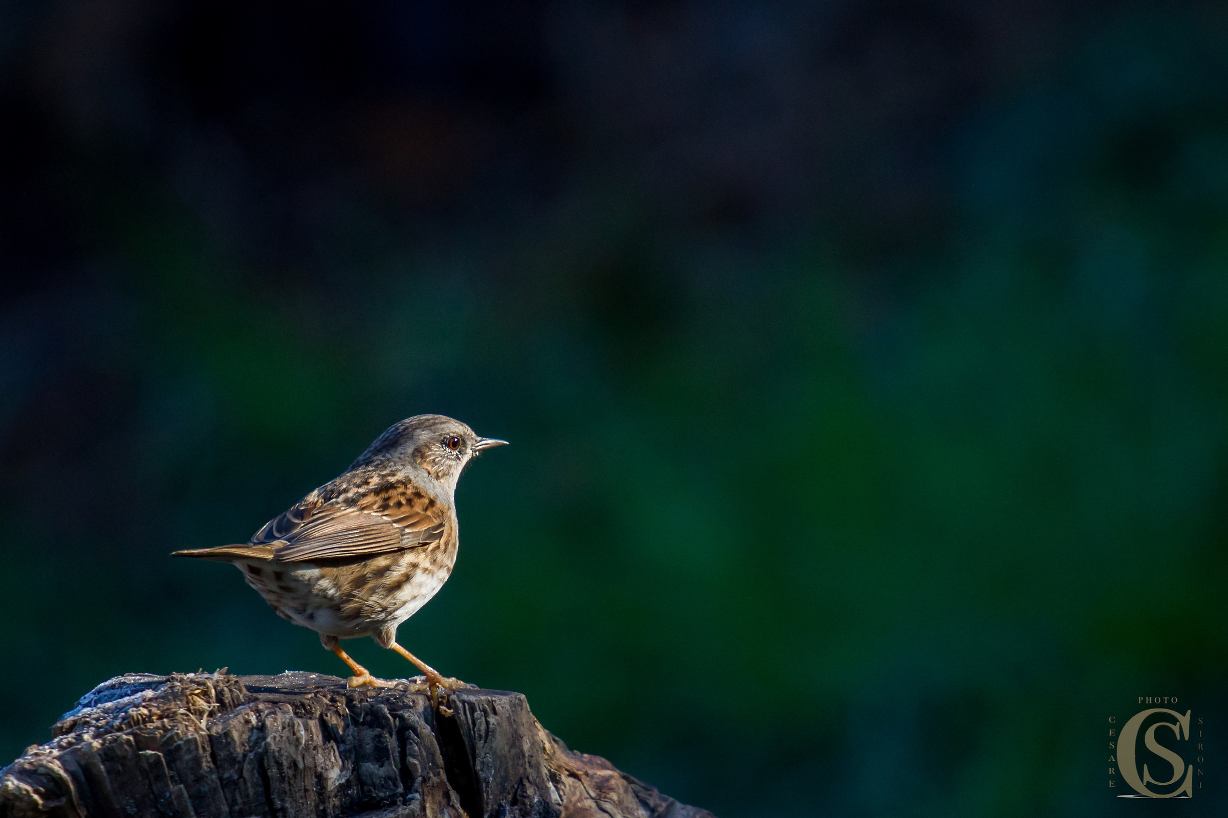 Dunnock (Prunella modularis)