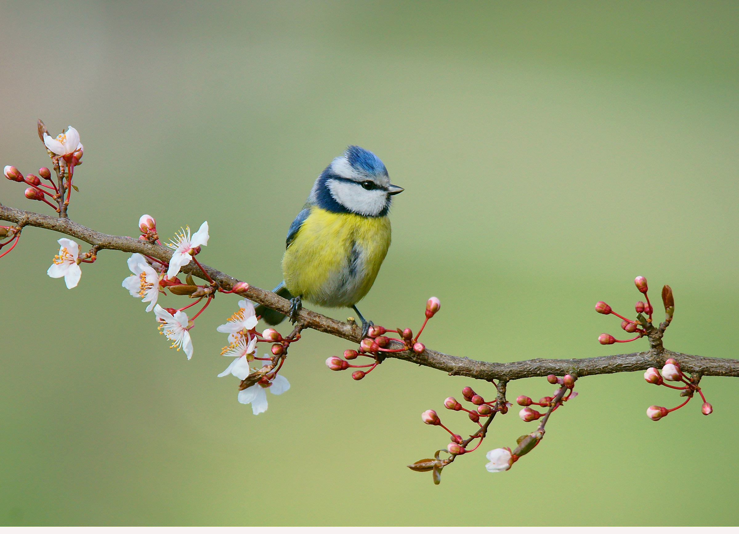 Cinciarella primaverile