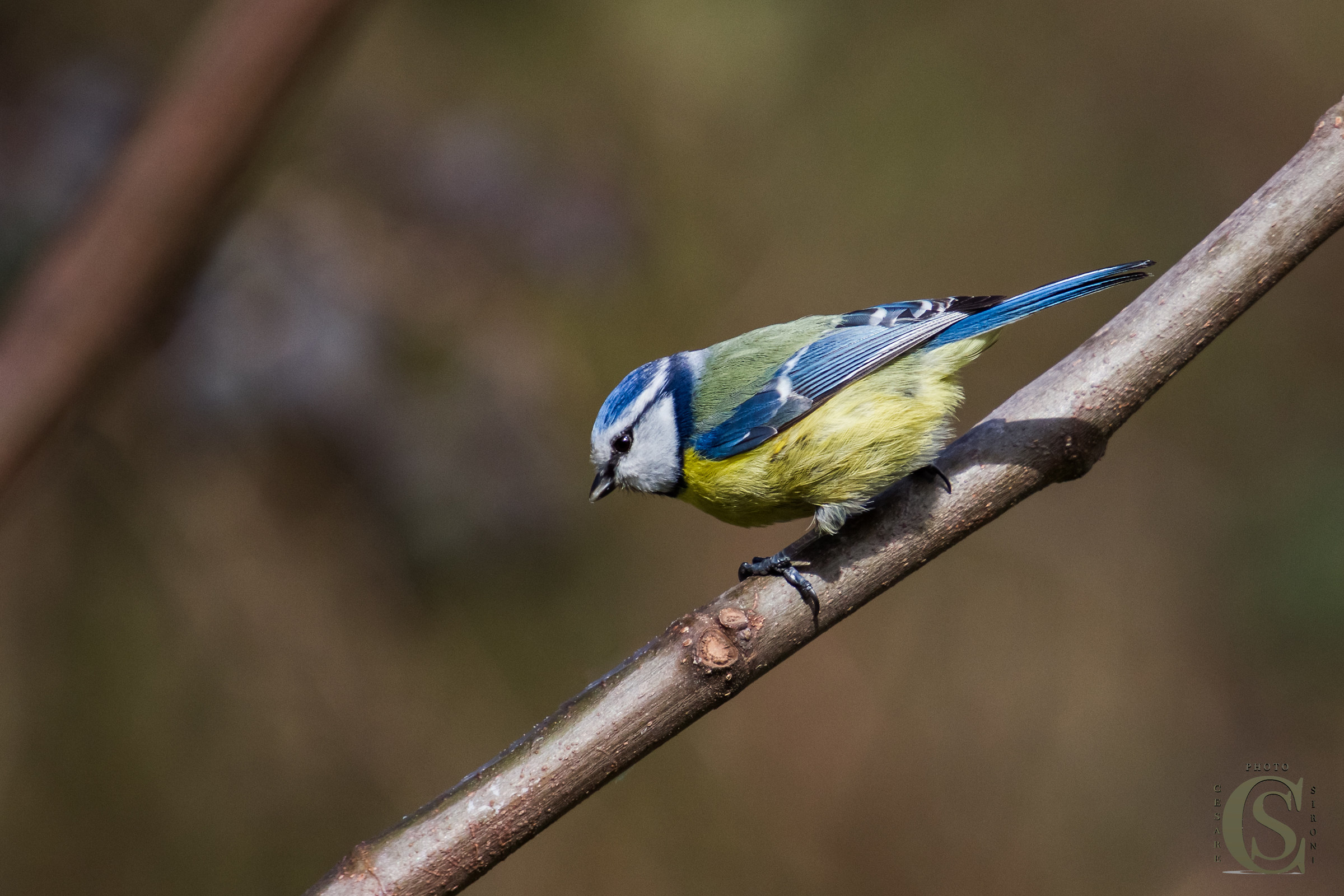 Blue Tit (Cyanistes caeruleus)