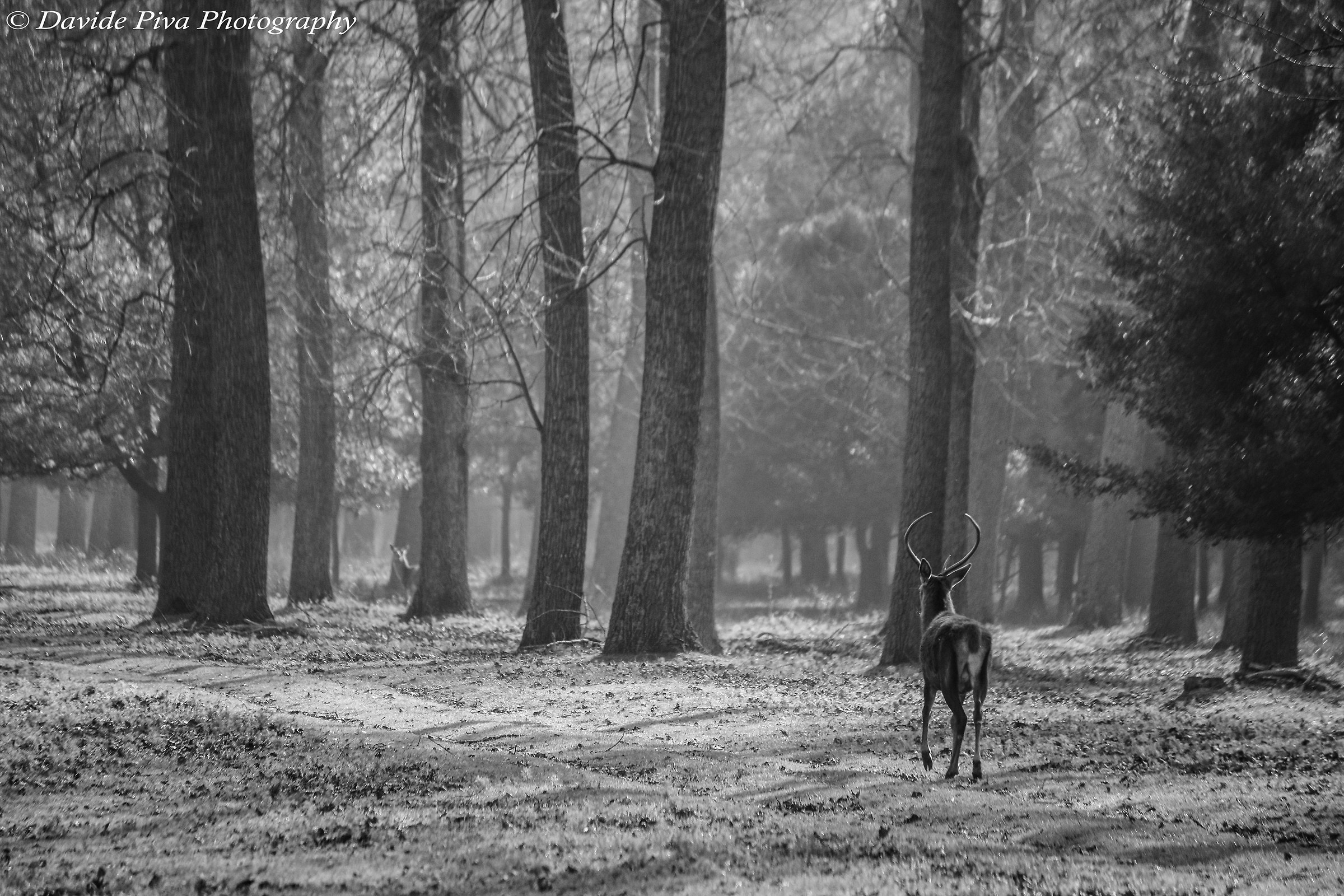 Only in the forest majesty