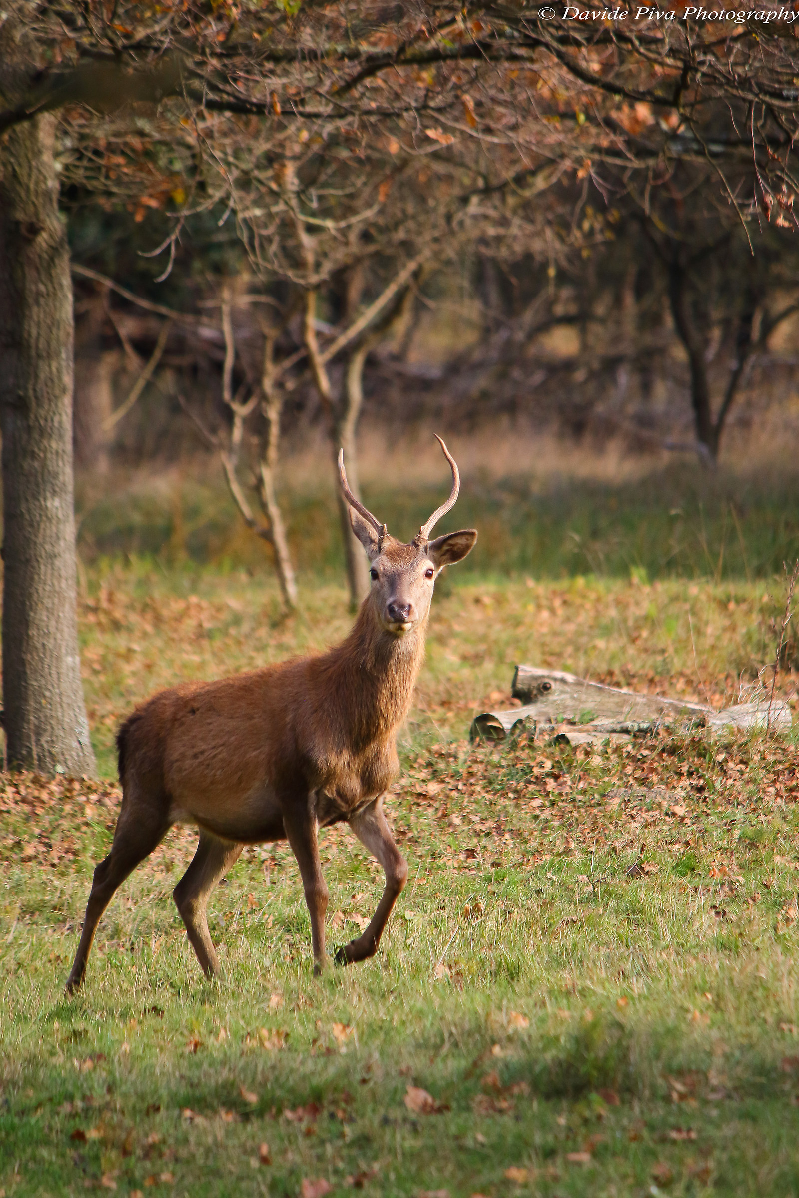Mesola deer (Cervus elaphus)