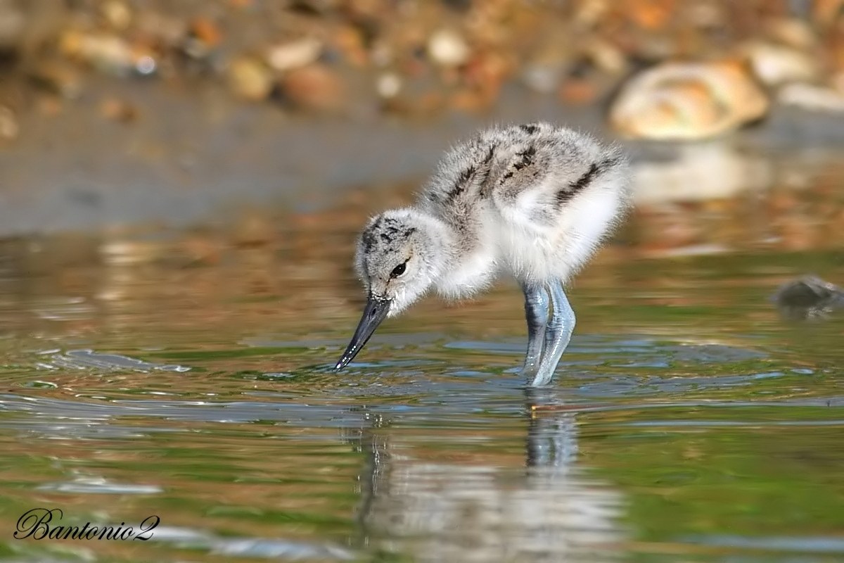 Avocetta (pullo).