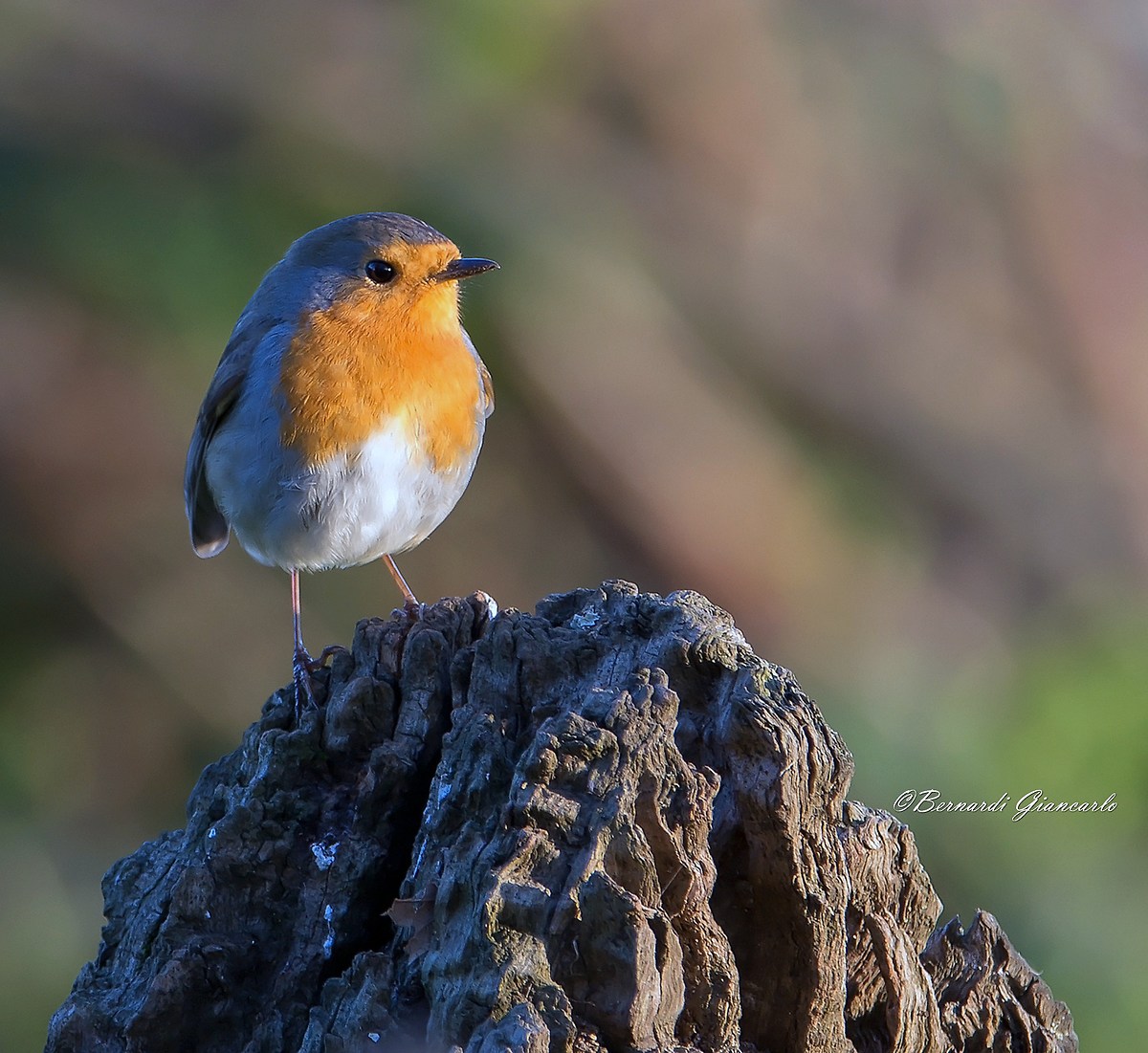Robin...