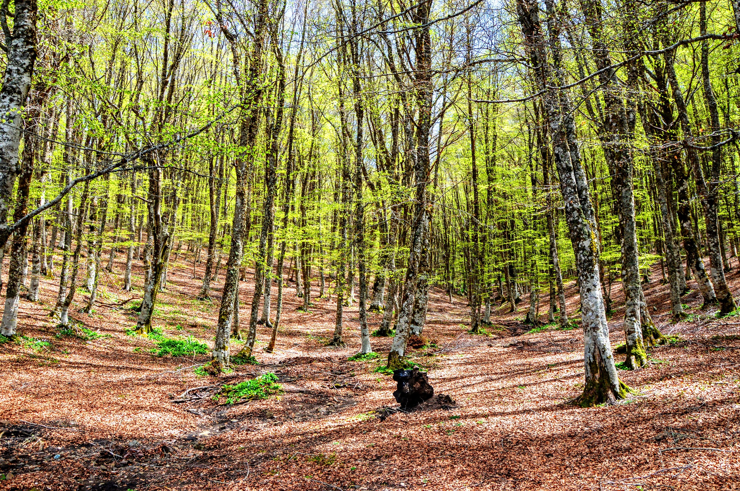 Parco regionale di Nebrodi