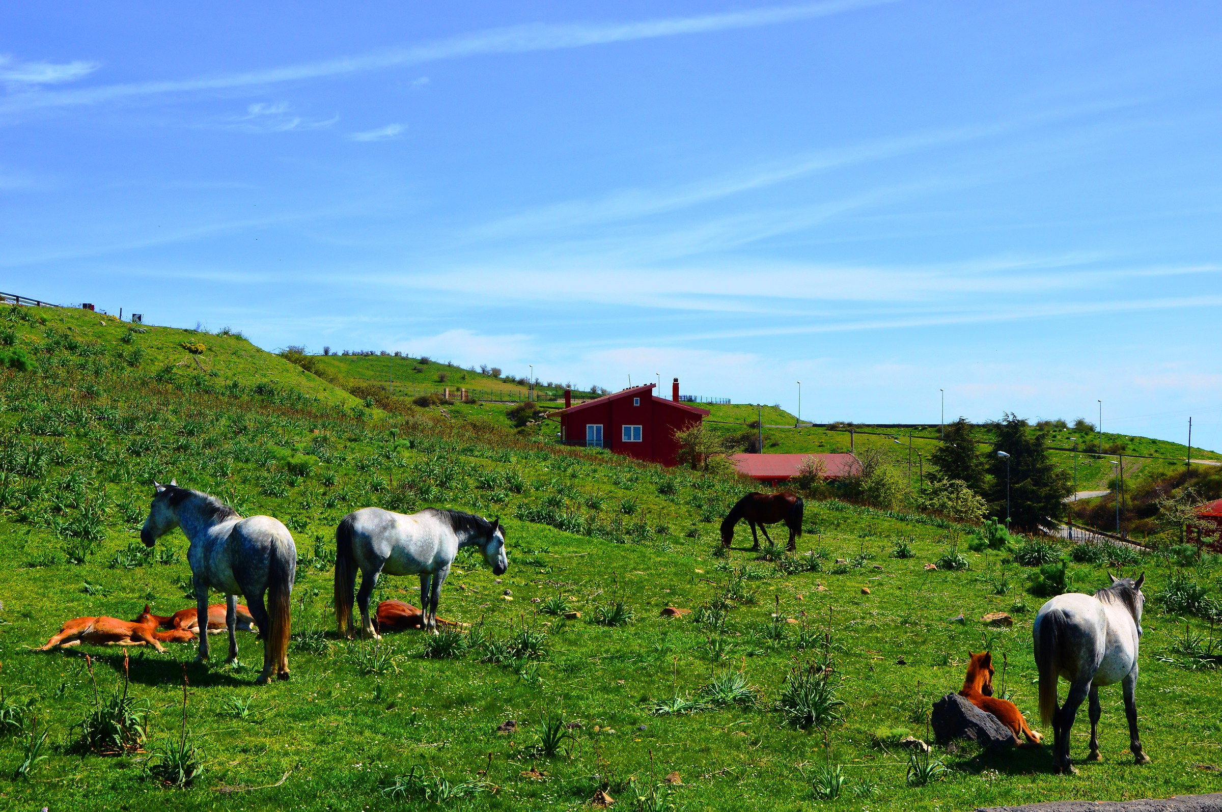 Parco regionale dei Nebrodi