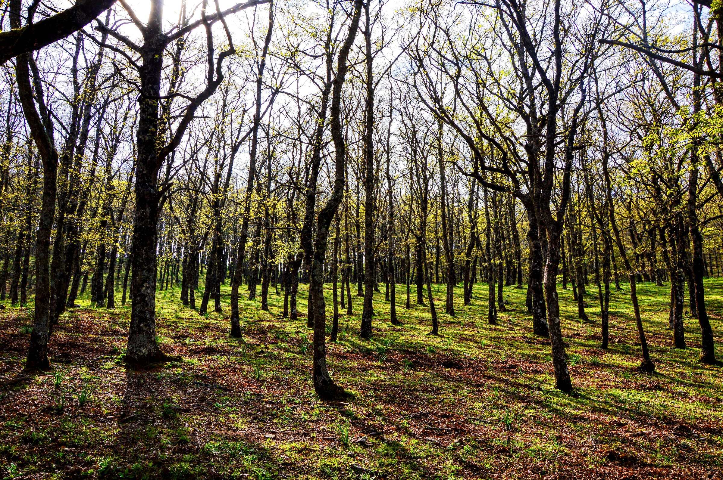 Parco regionale dei Nebrodi