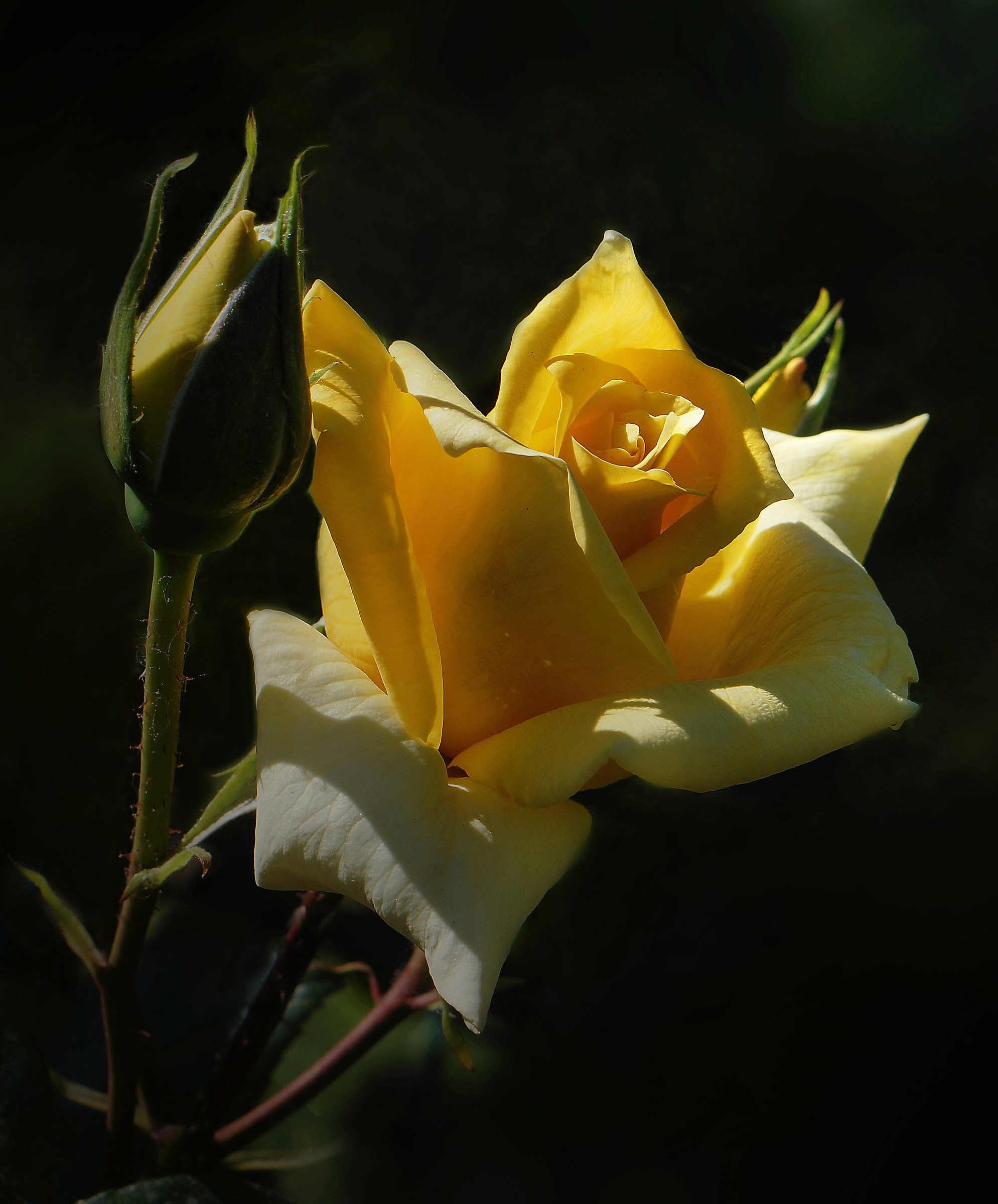 Yellow Rose