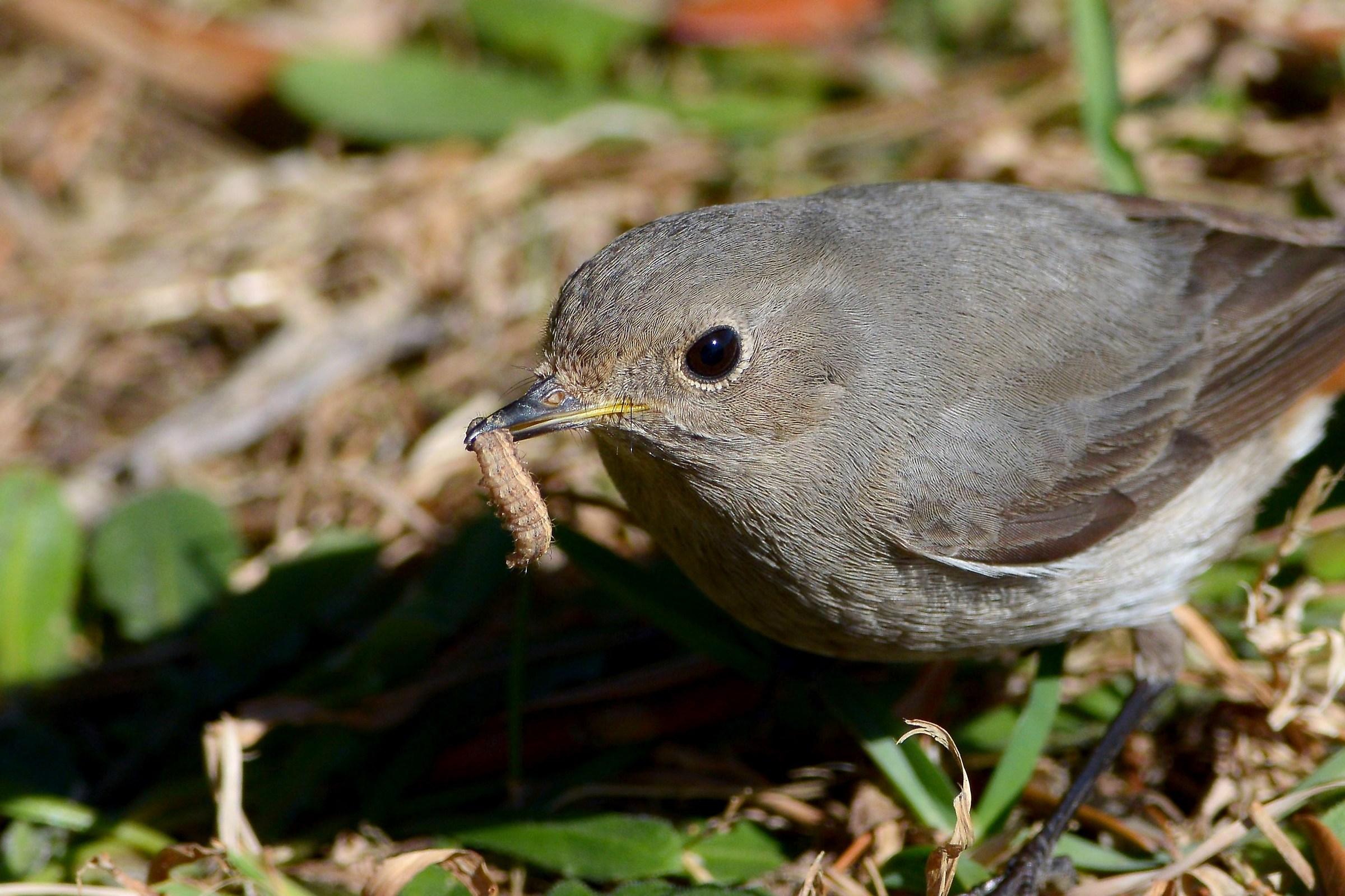 black redstart