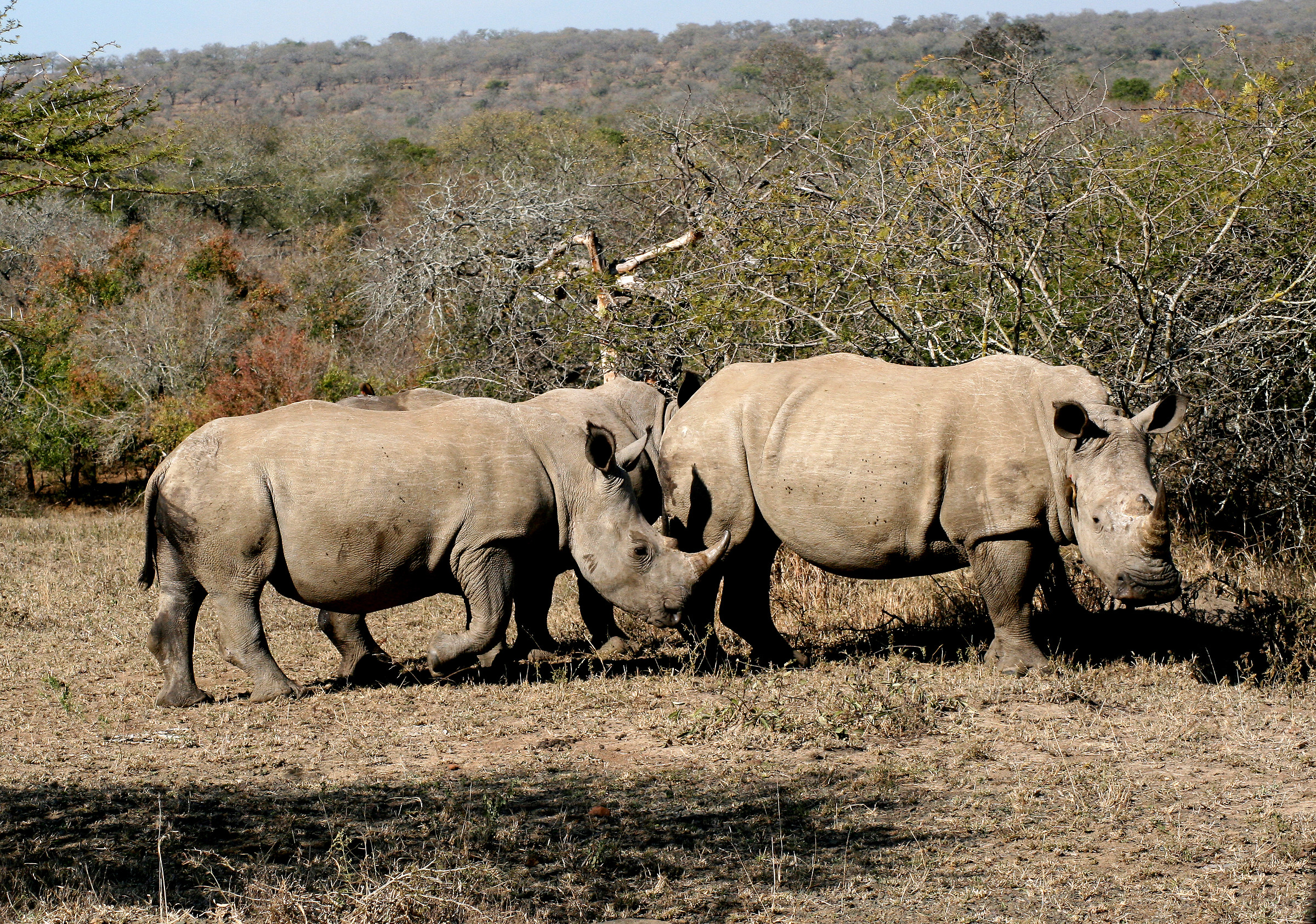 Rinoceronti bianchi - Swaziland