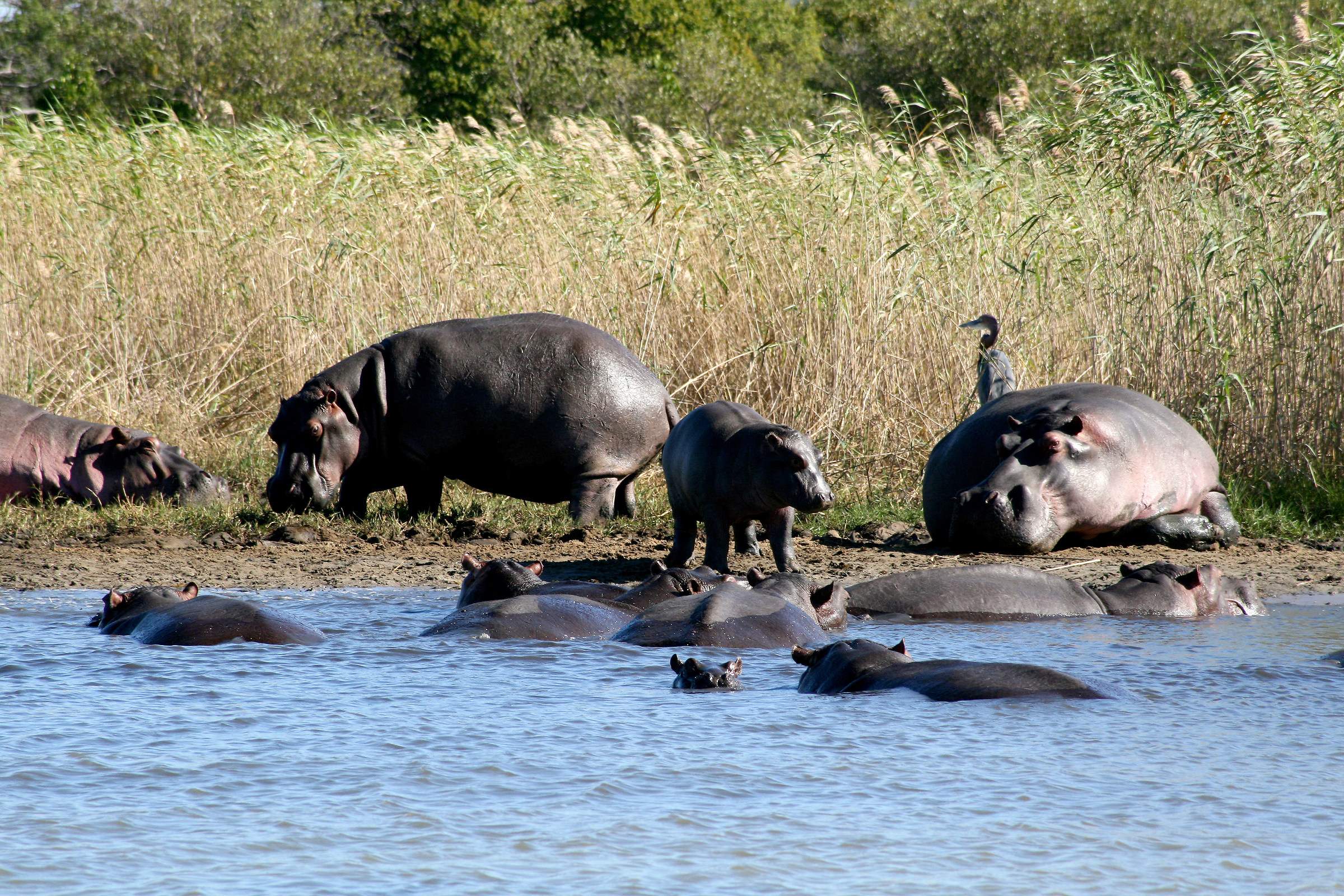 Hyppos - Sta Lucia - South Africa