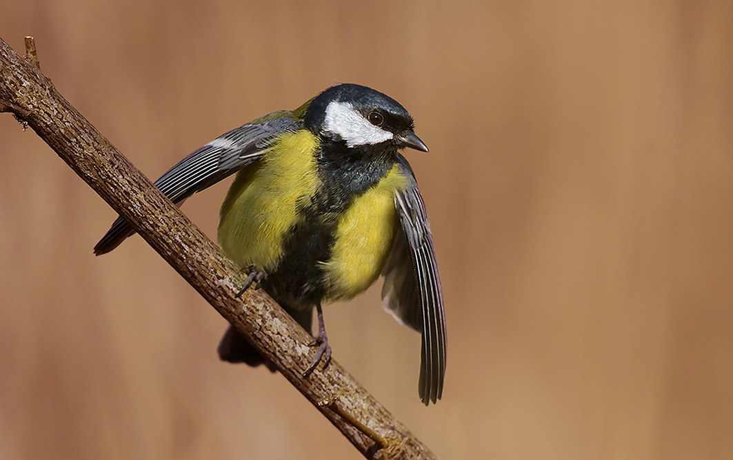 titmouse