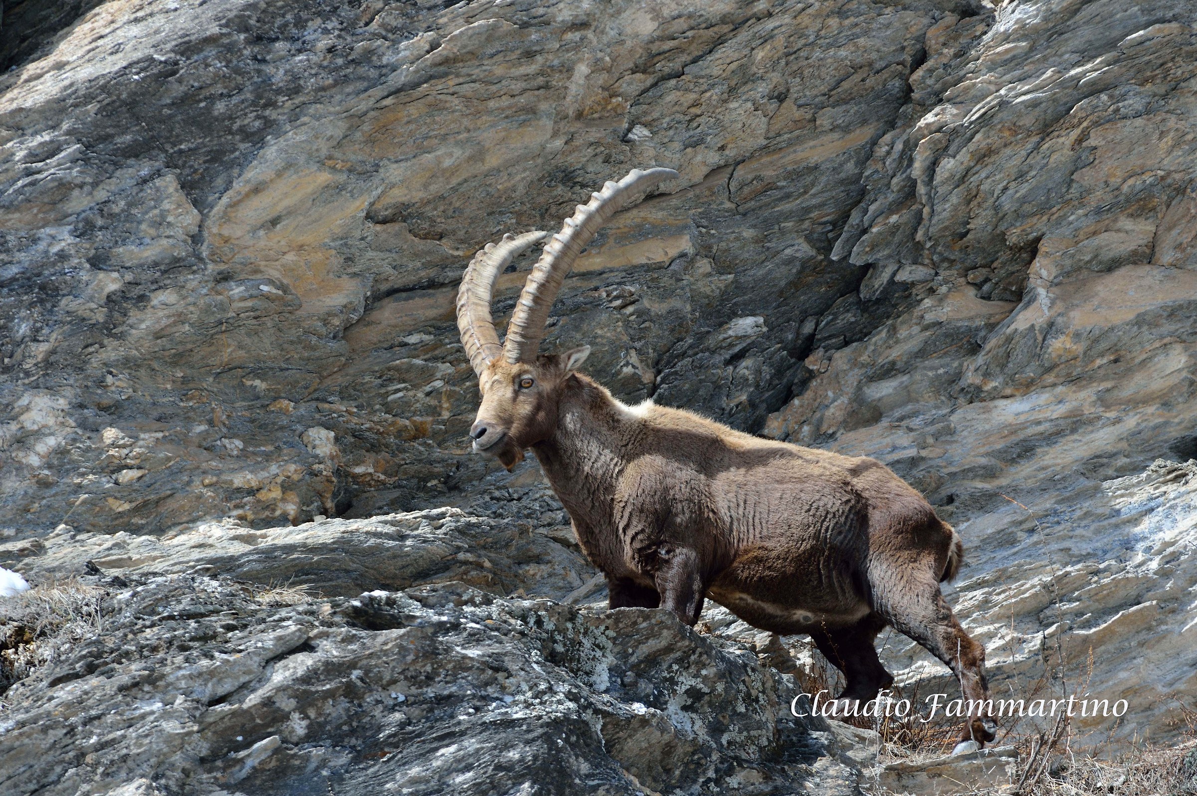 Ibex