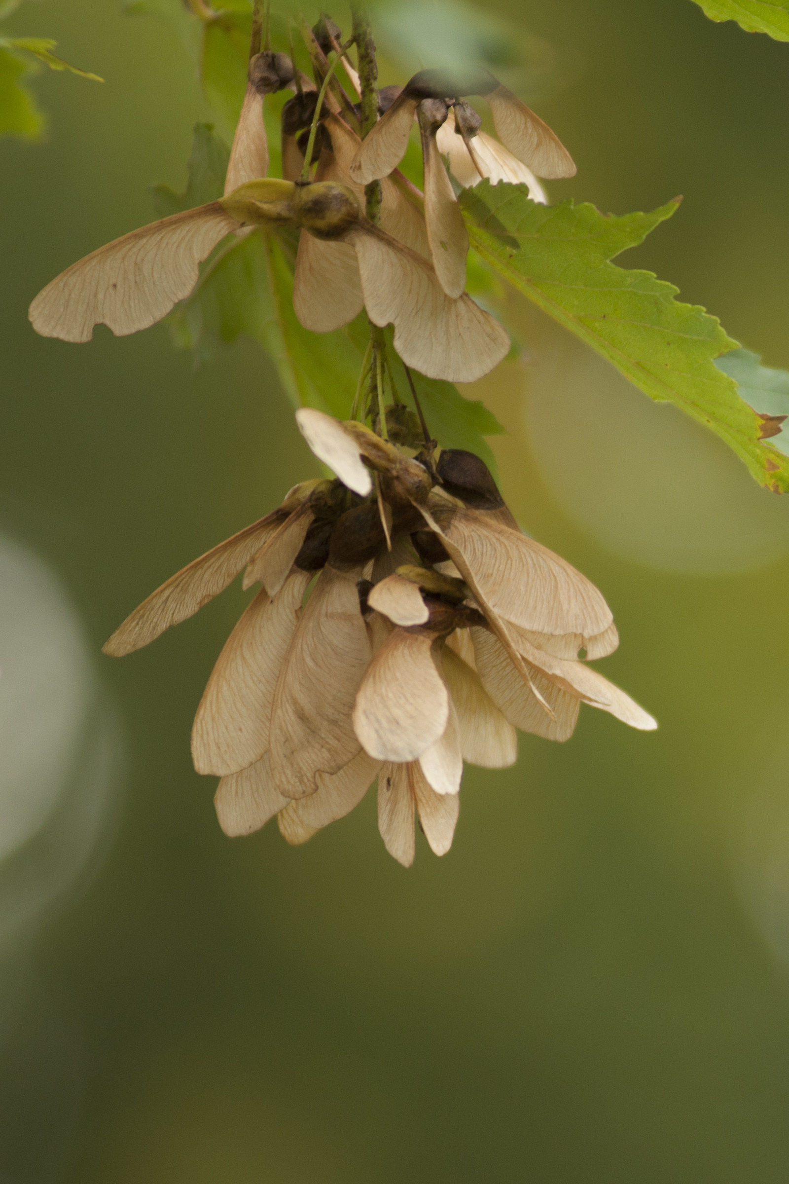 Maple seeds bis