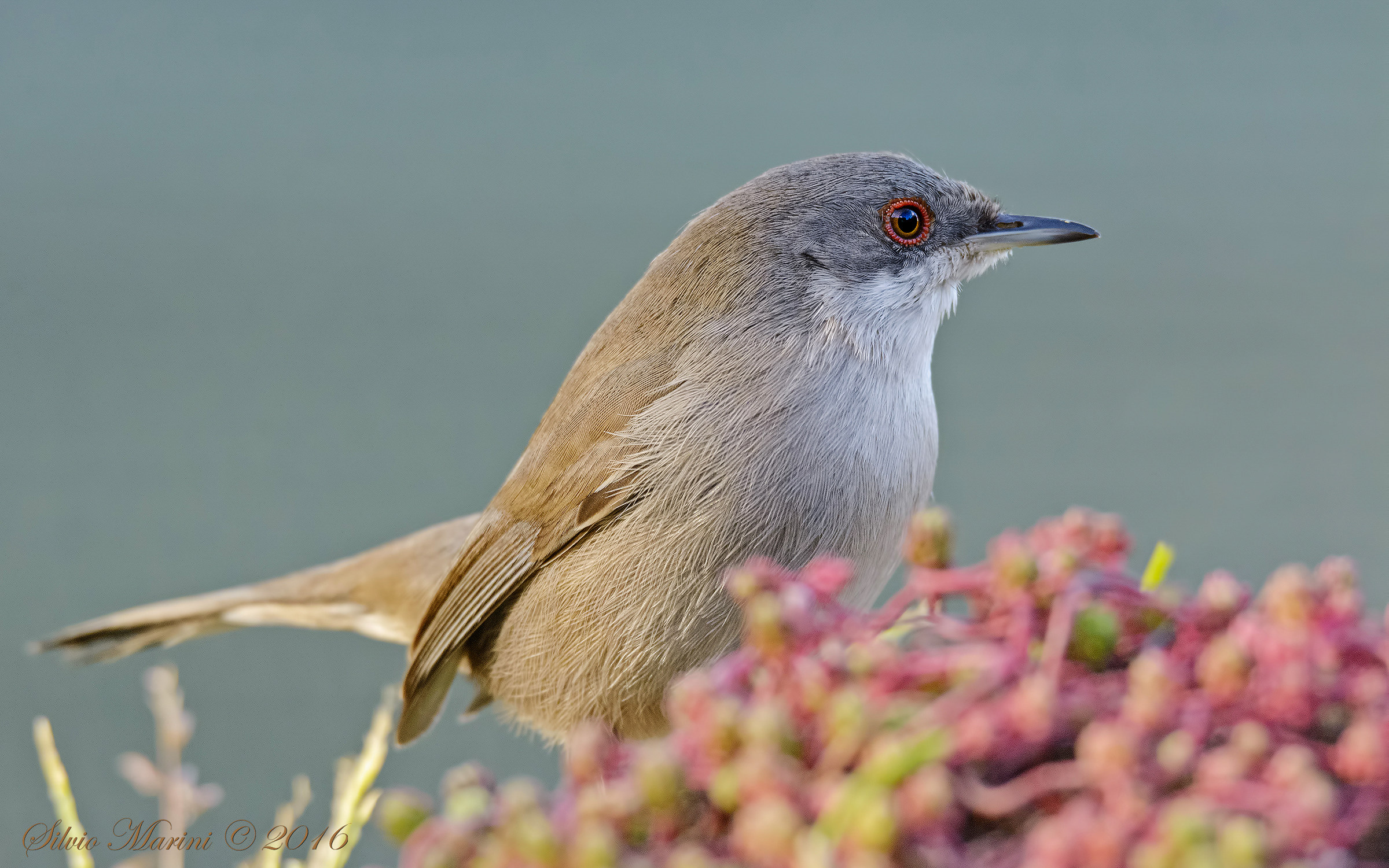 Sardinian warbler (Sylvia melanocephala) female