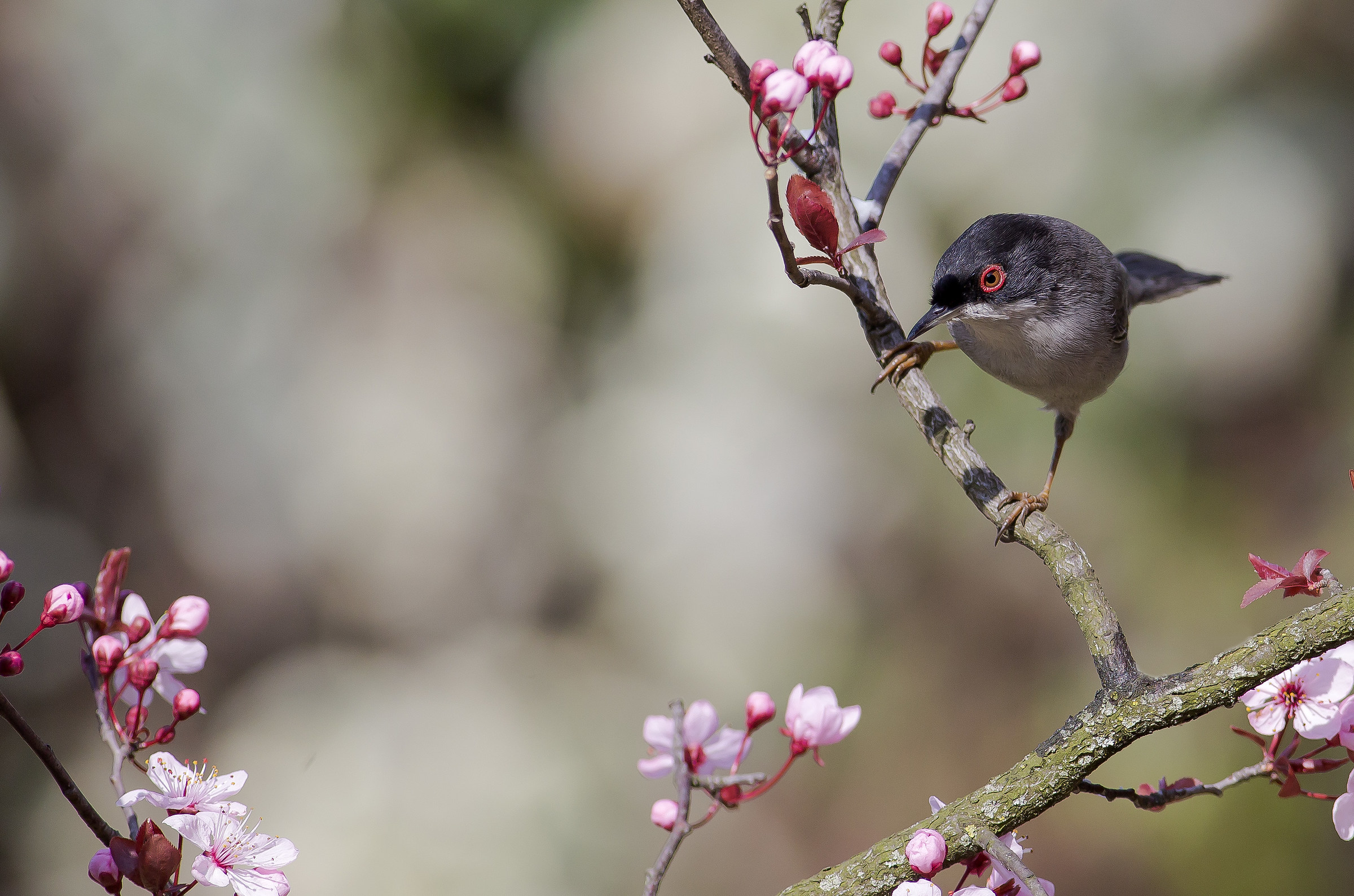 Occhiocotto ambientato