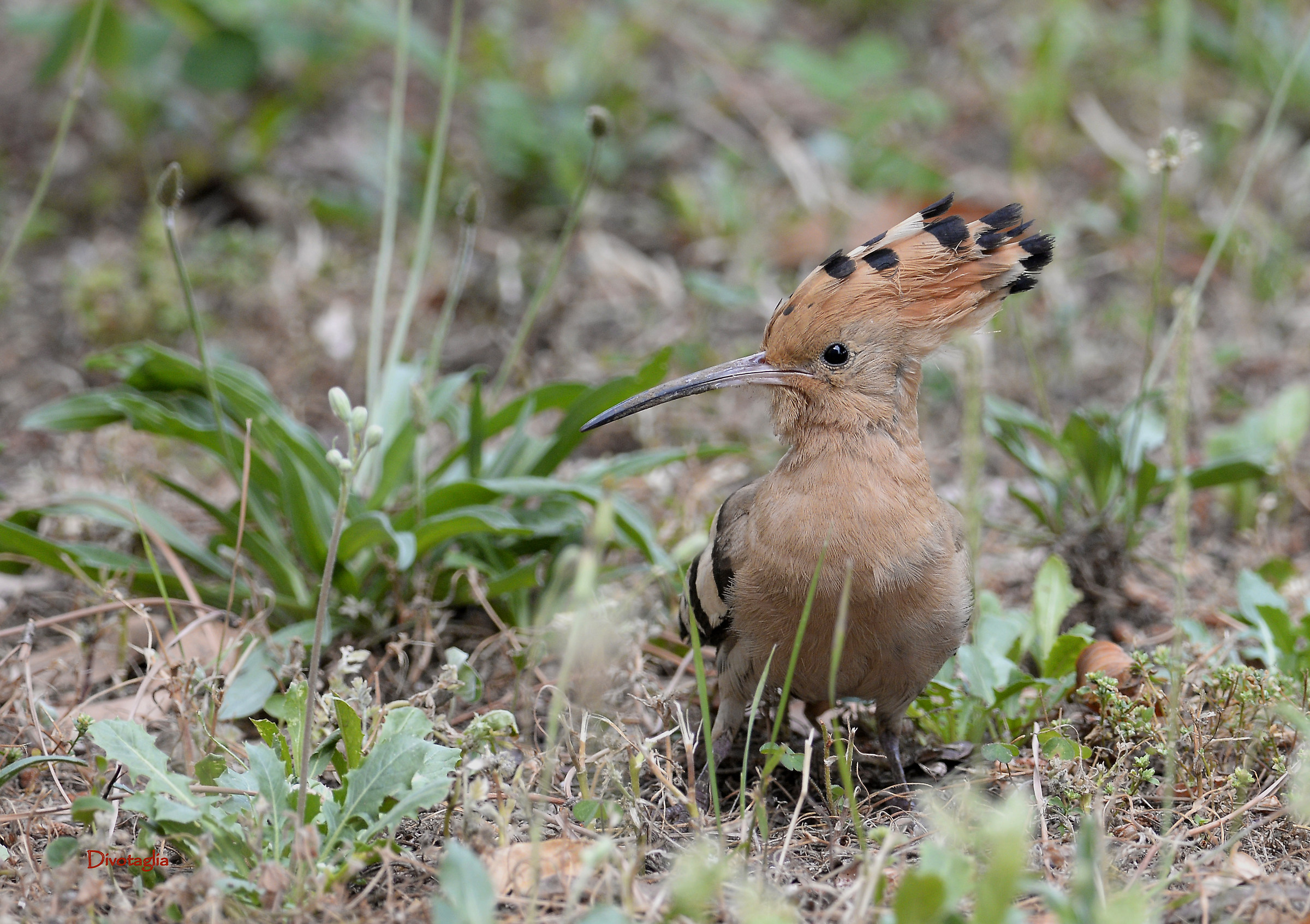 Upupa in primo piano