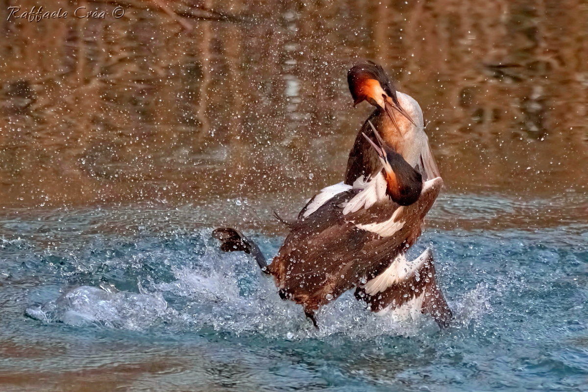 Svassi:Lotta per il territorio