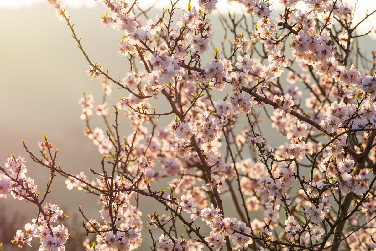 Mandorli in fiore