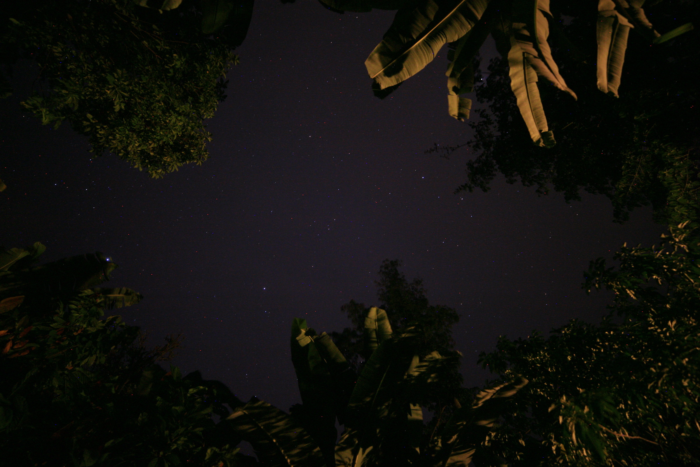 Stars among the banana trees