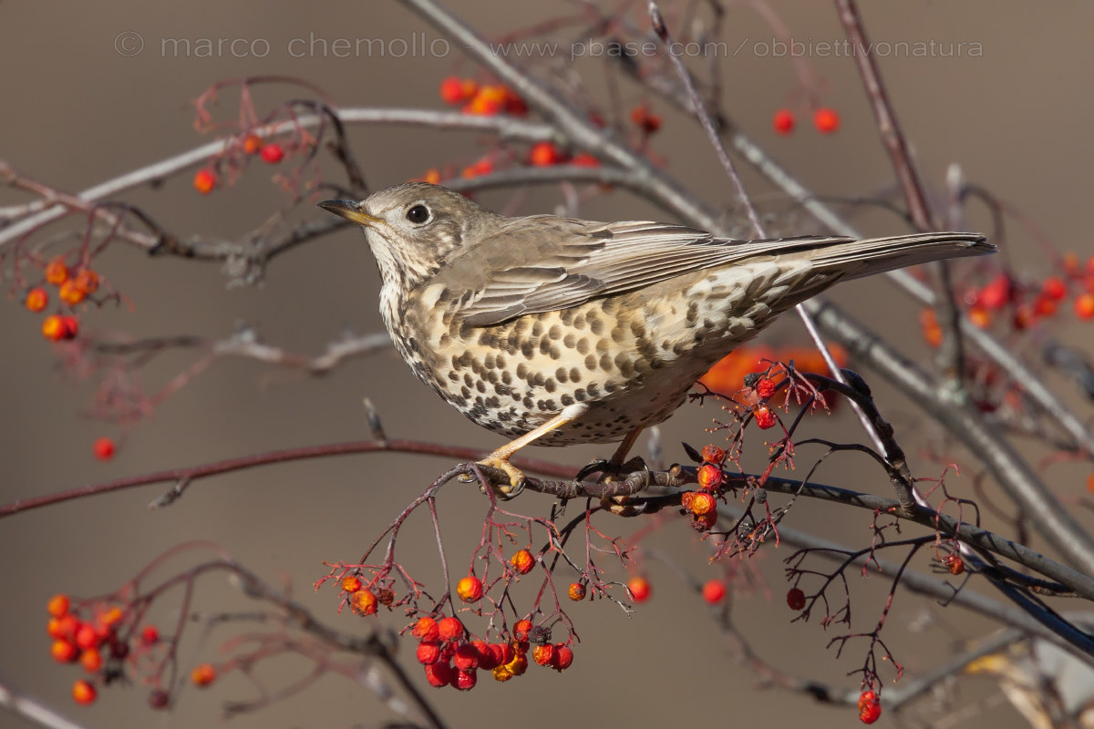 Mistle Thrush (Turdus viscivorus)
