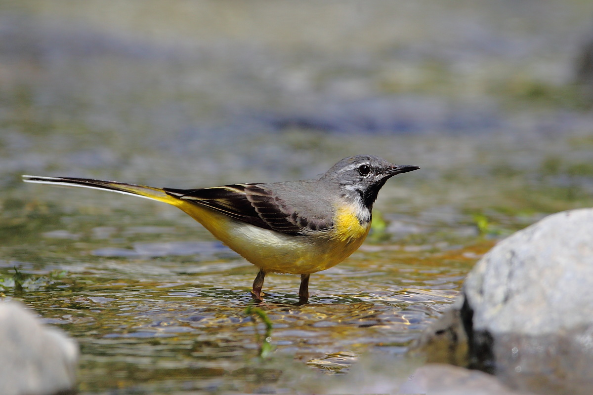 Un pò di refrigerio...
