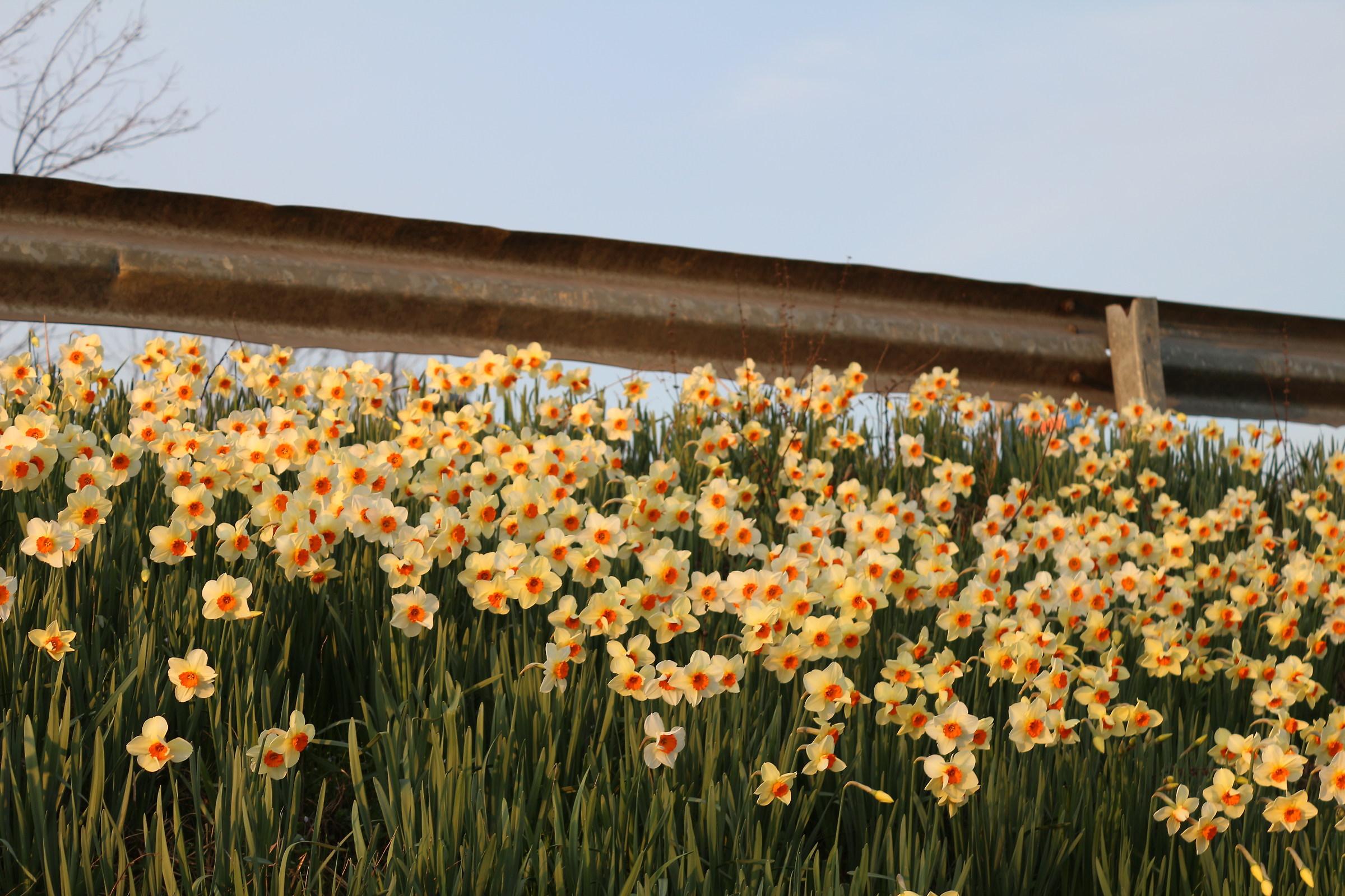 Flowers and Guard-Rail