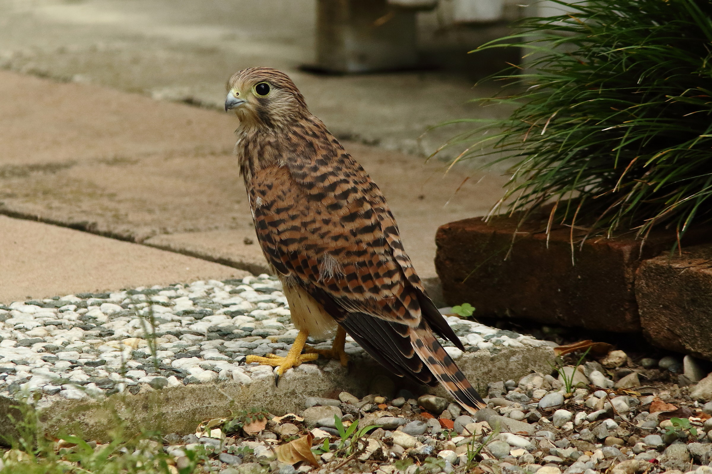 Atterraggio brusco ma poi....via in libertà