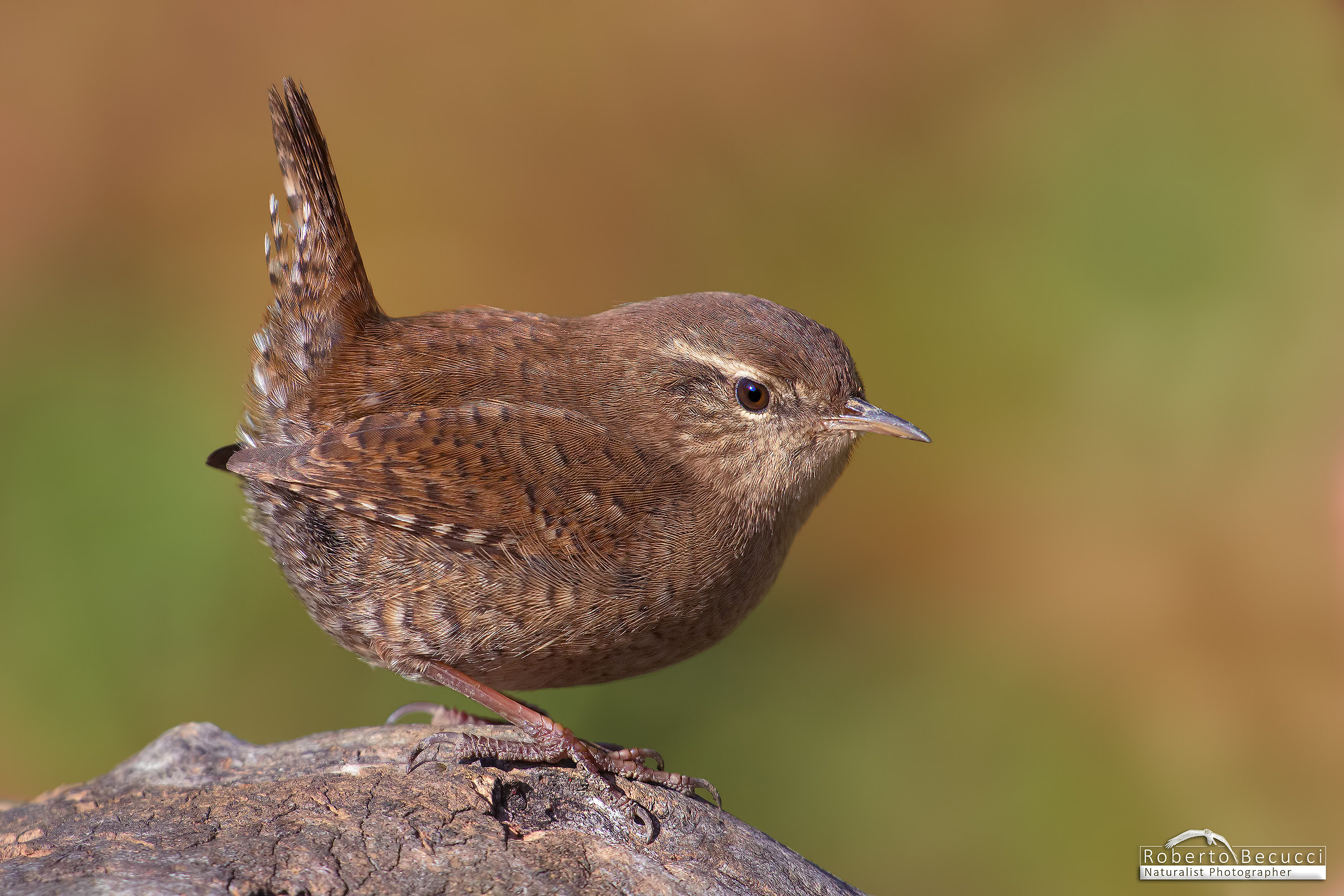 Into the sunset ....