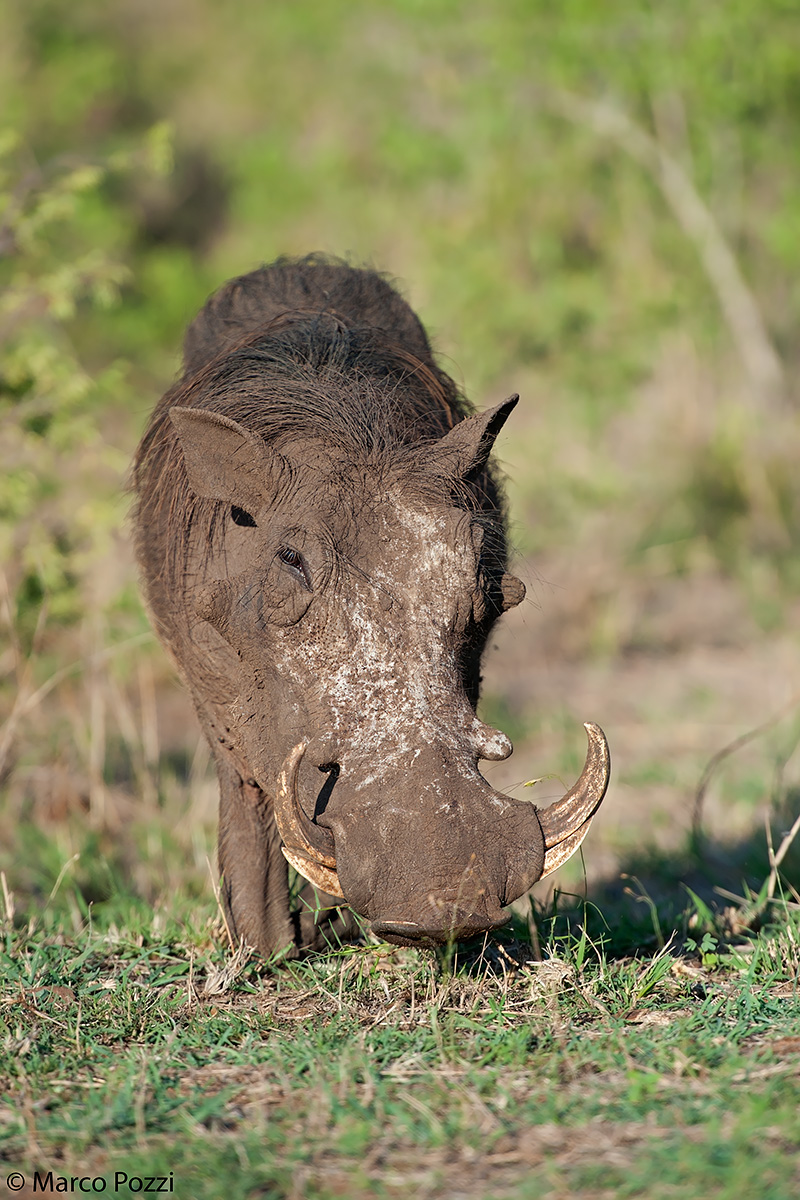 Warthog in the foreground