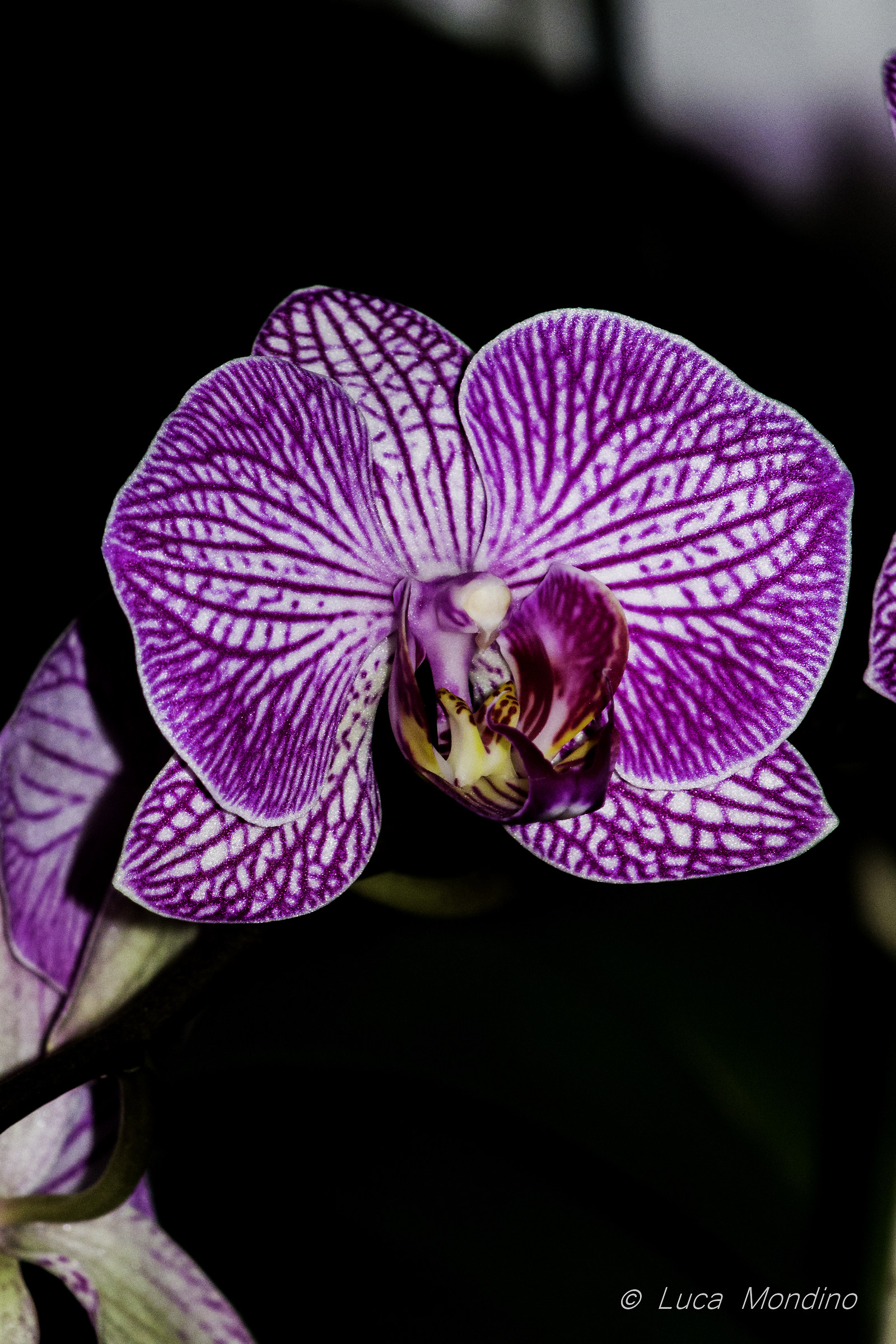 Orchidea1
