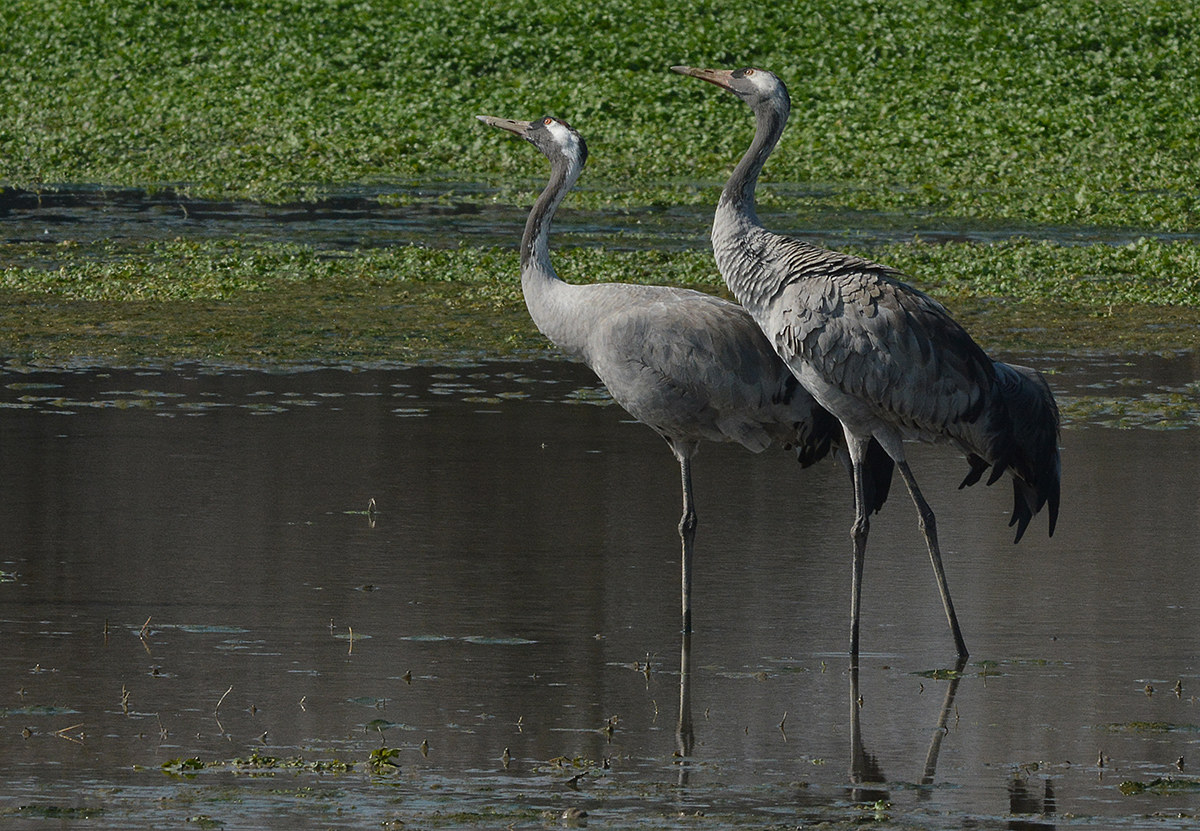 l'attesa della migrazione