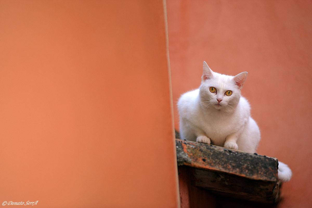 Cat among the red walls of Roussillon