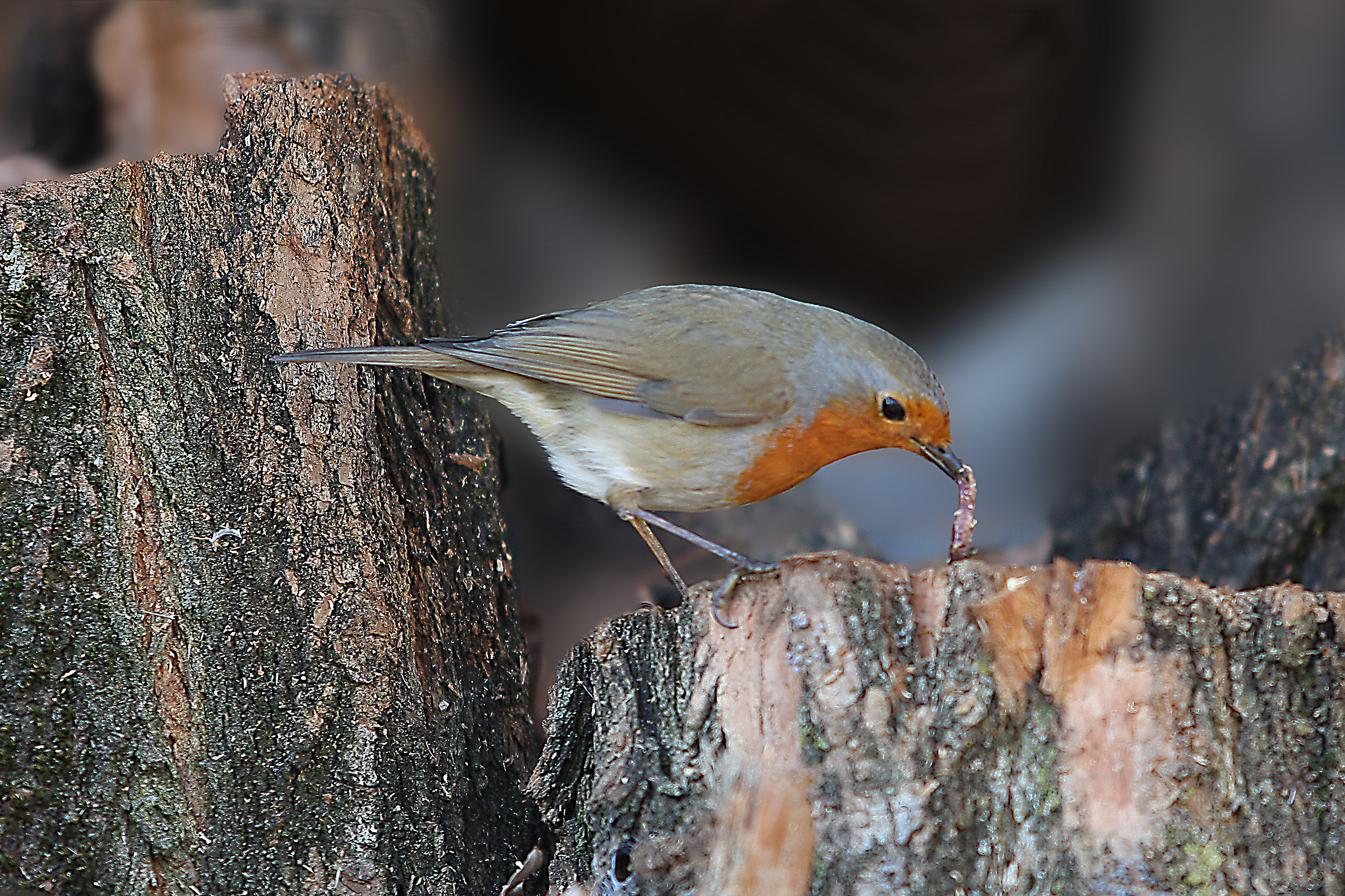 Pettirosso che pranza