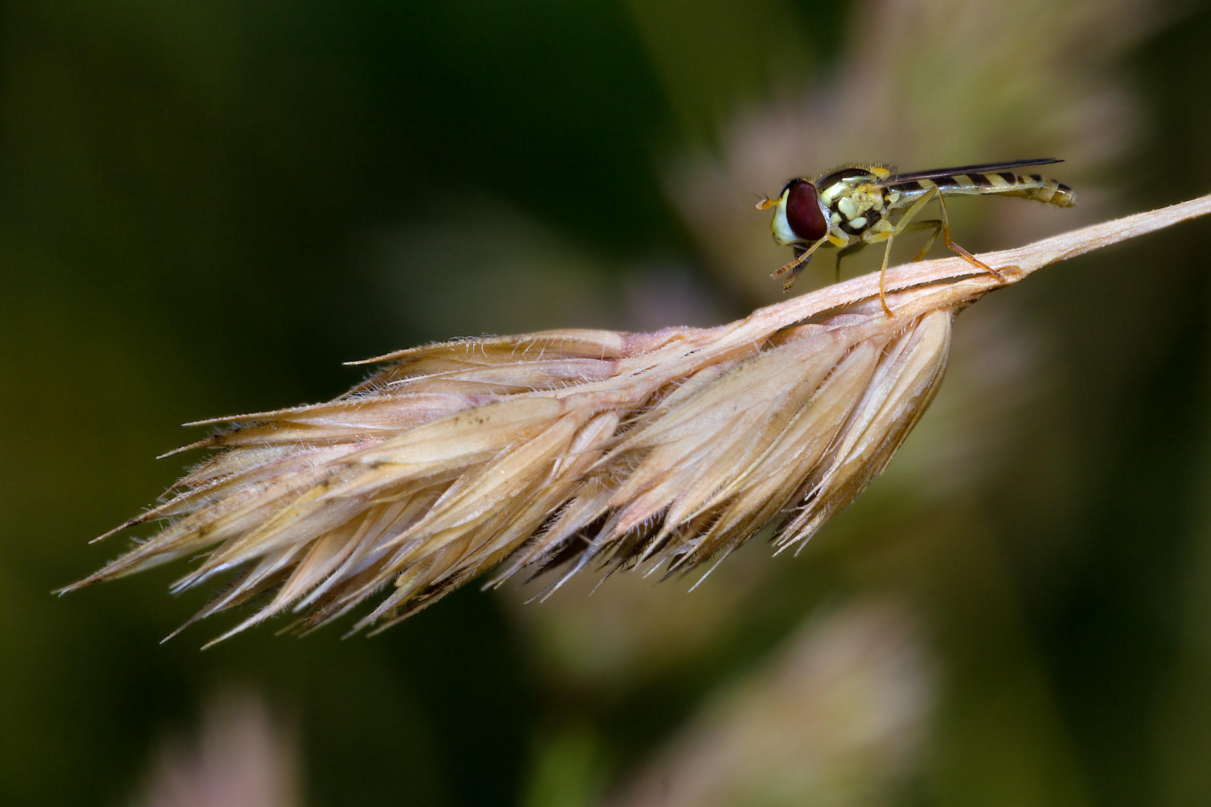 Syrphidae