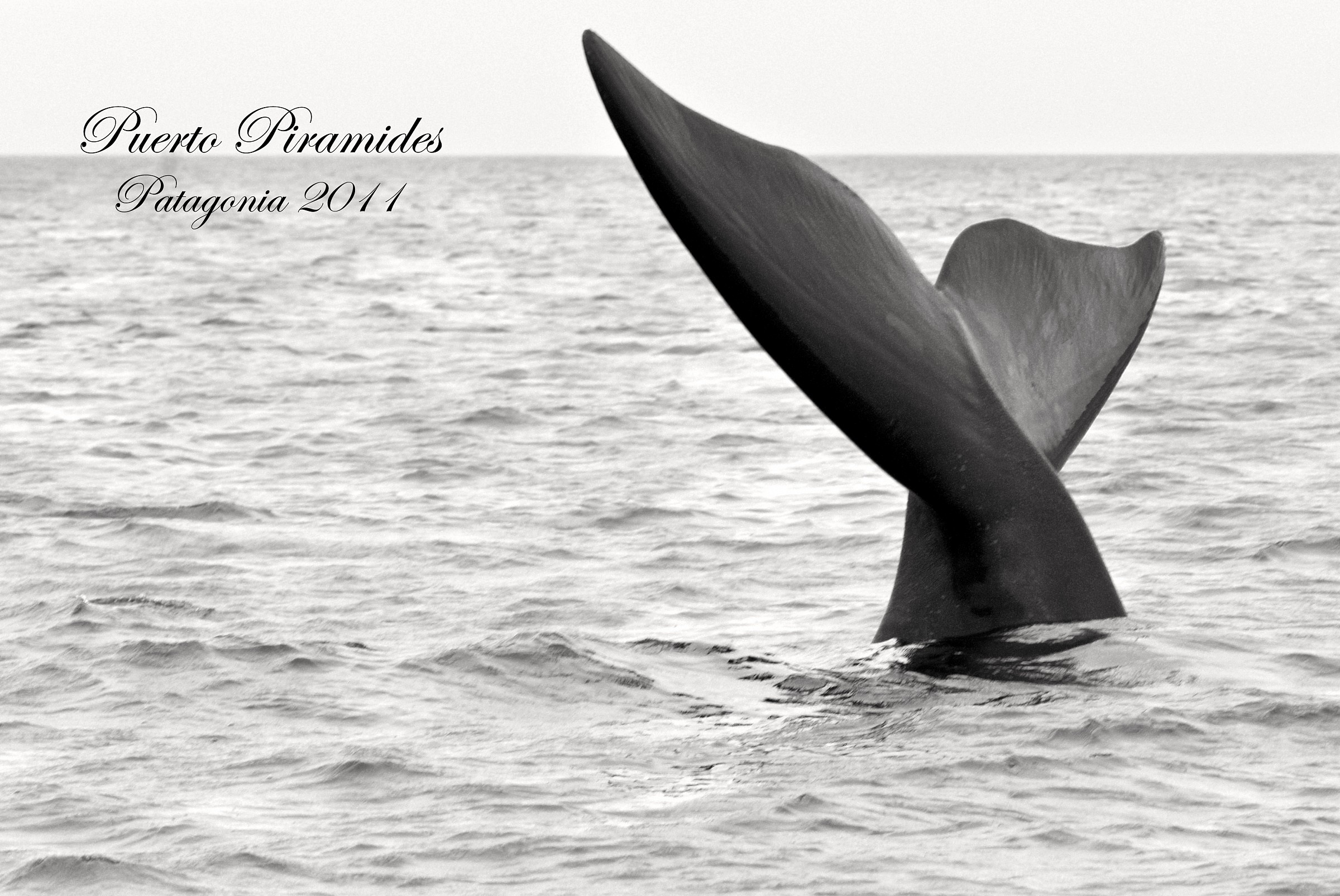 Balena Franca Australe